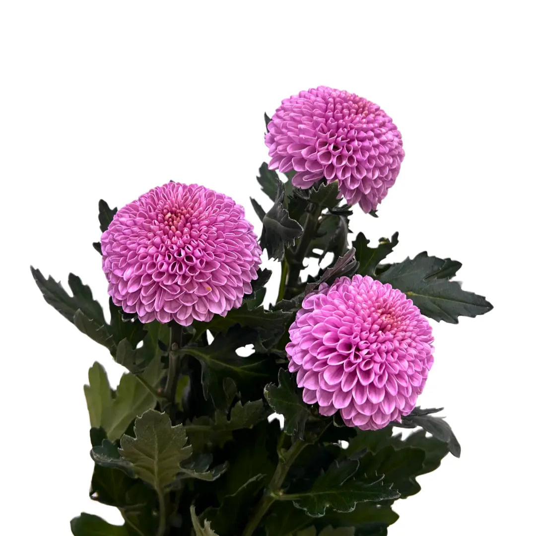 chrysanthemum ping pong pink