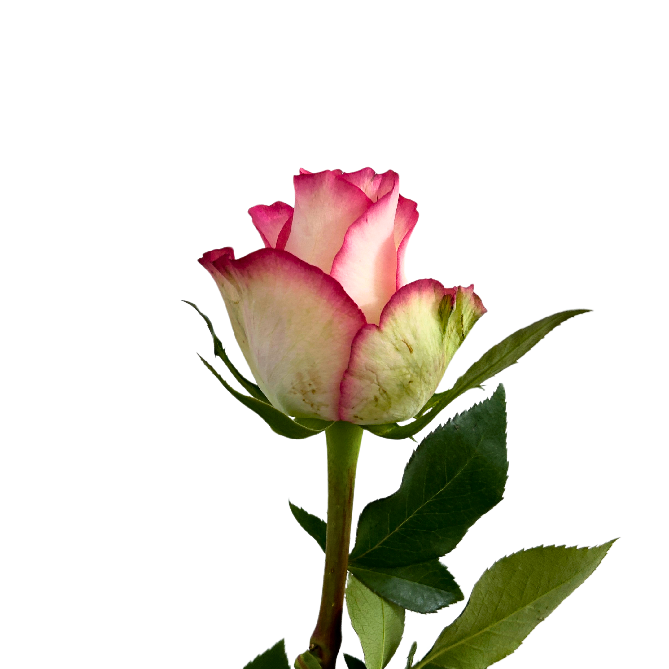 Fresh Rose Essar Malaysia – Wholesale & Delivery