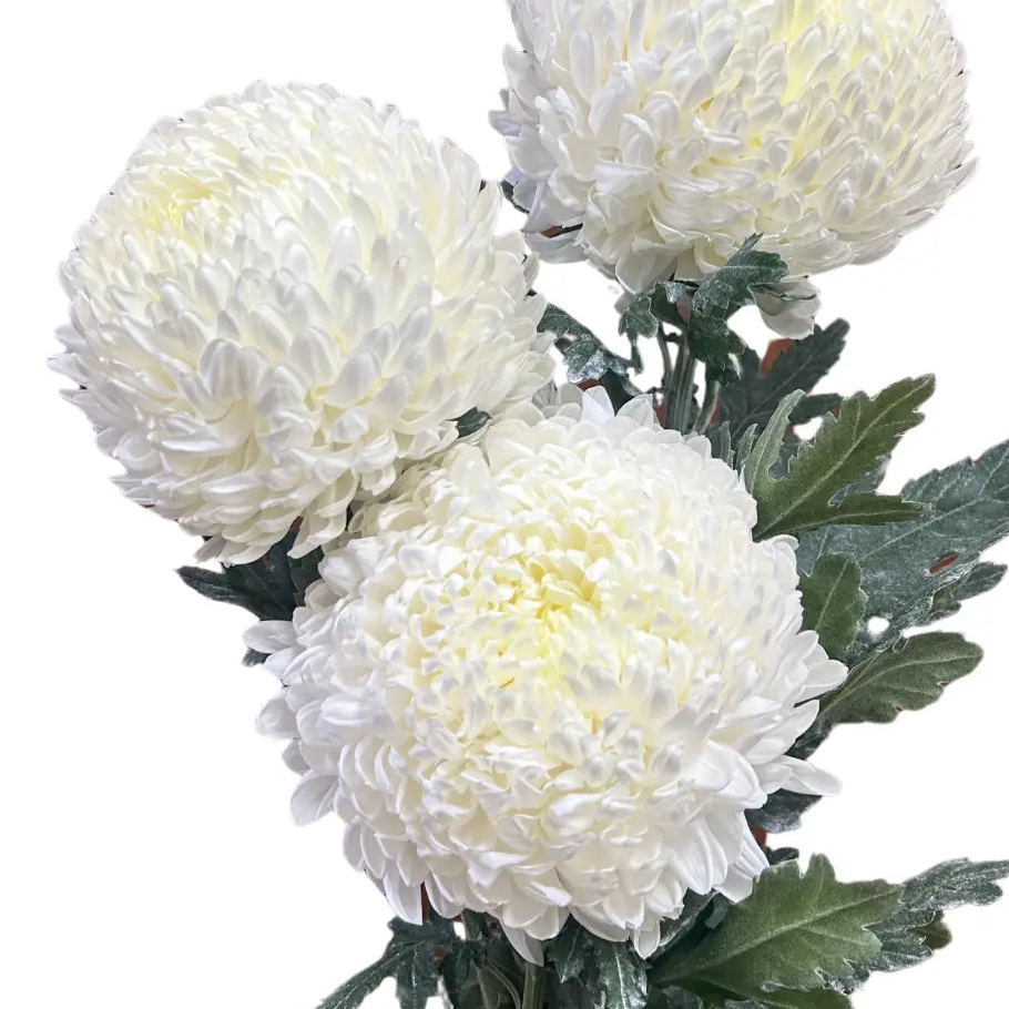 Incurve Taiwan Mum Paper Mum White 6 stems