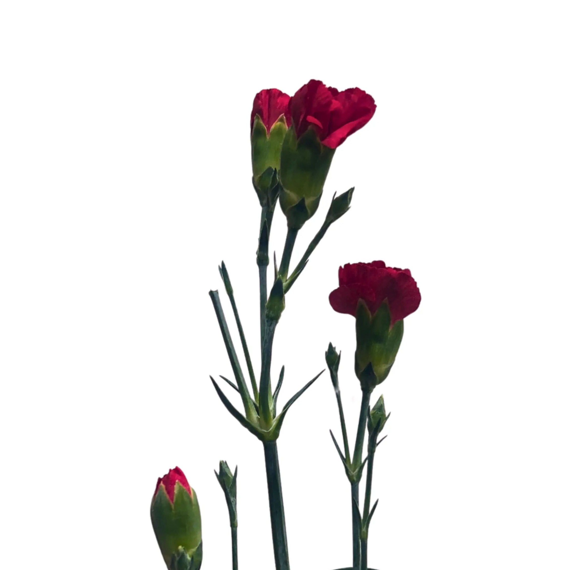 Carnation Spray Red 20 Stems