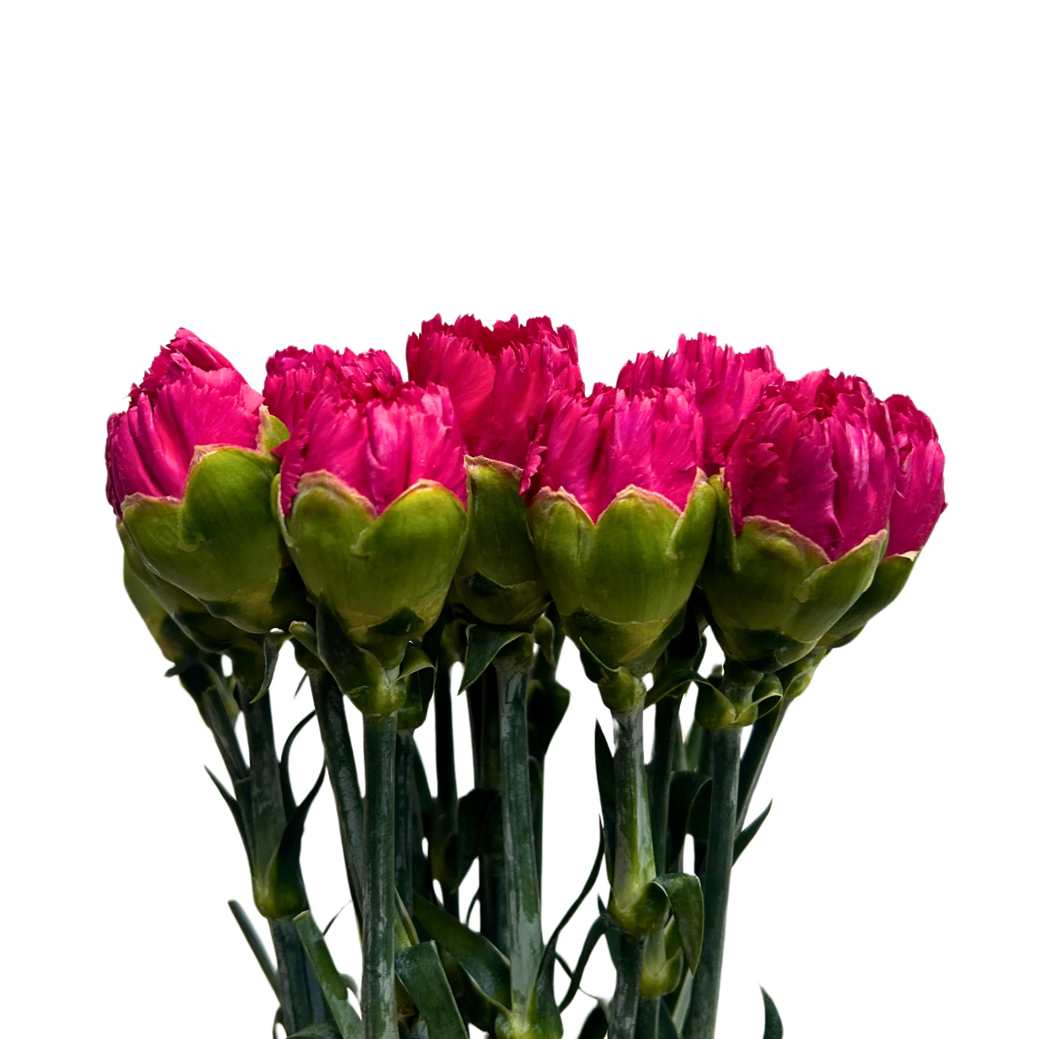 Carnation Hot Cherry 10 Stems