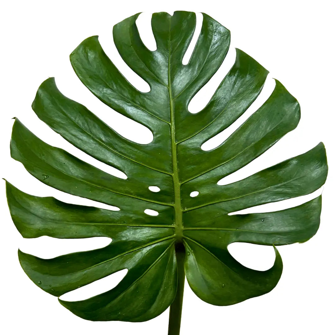 monstera
