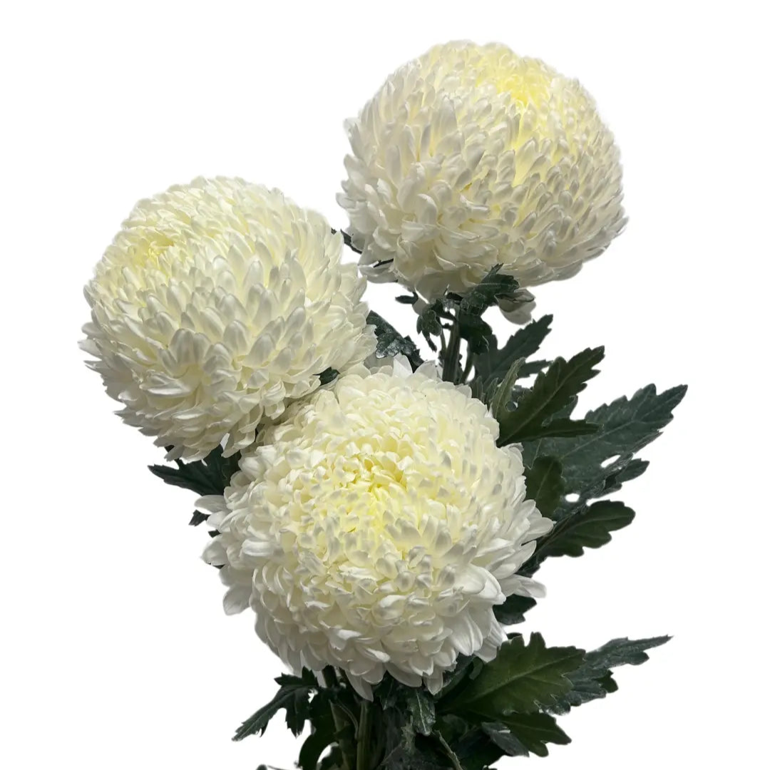 Incurve Taiwan Mum Paper Mum White 6 stems