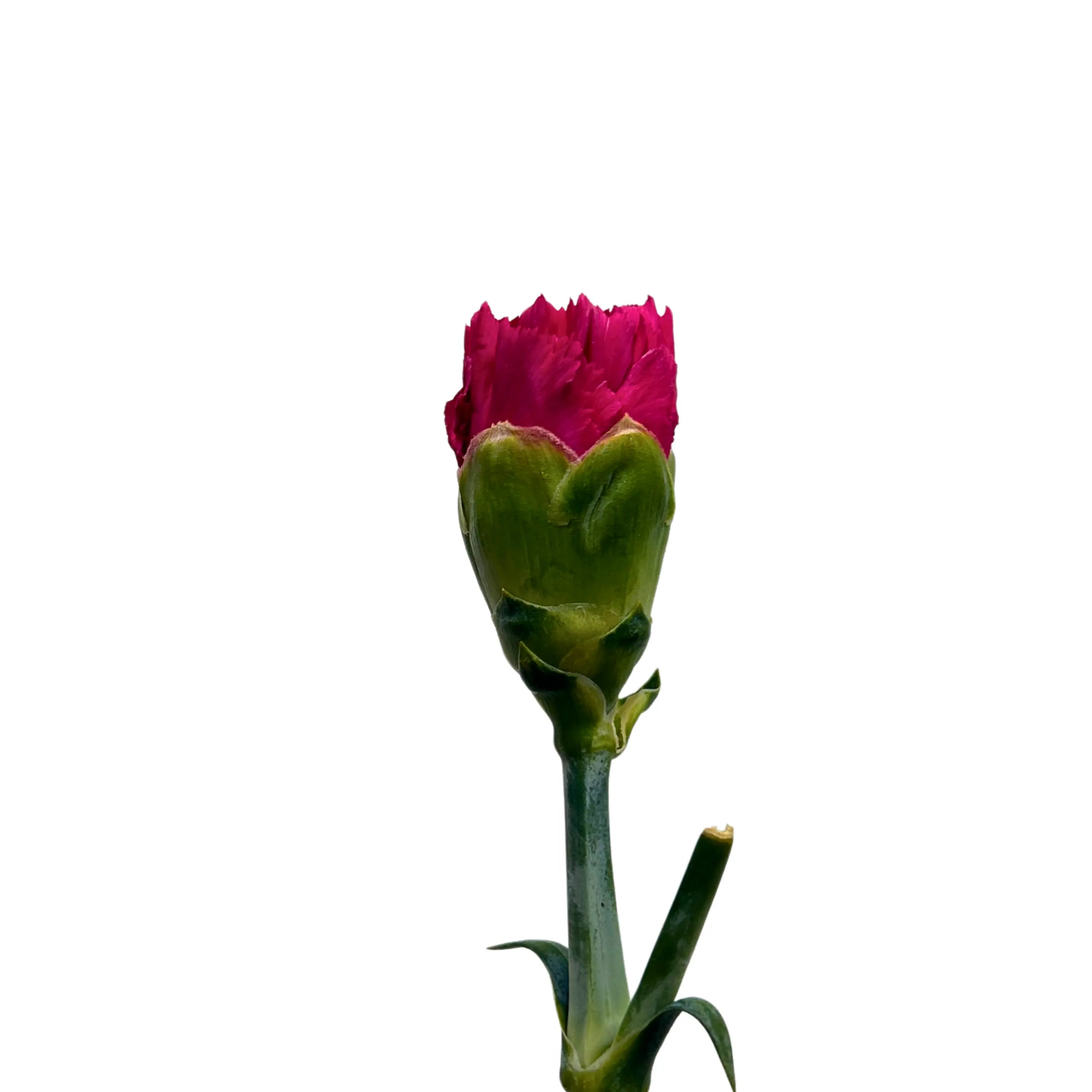 Carnation Hot Cherry 10 Stems