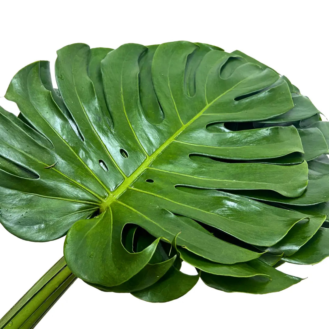 monstera