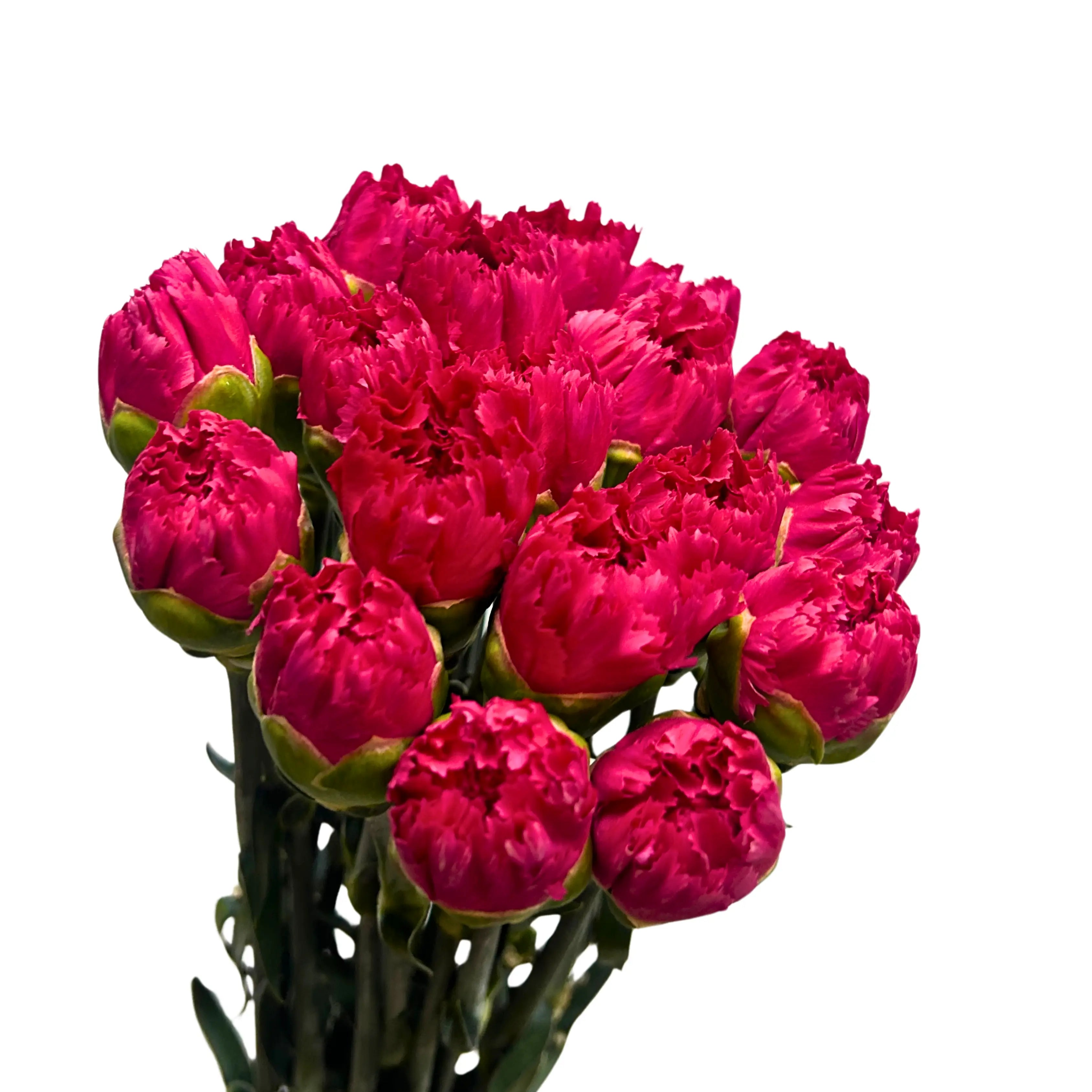 Carnation Hot Cherry 10 Stems