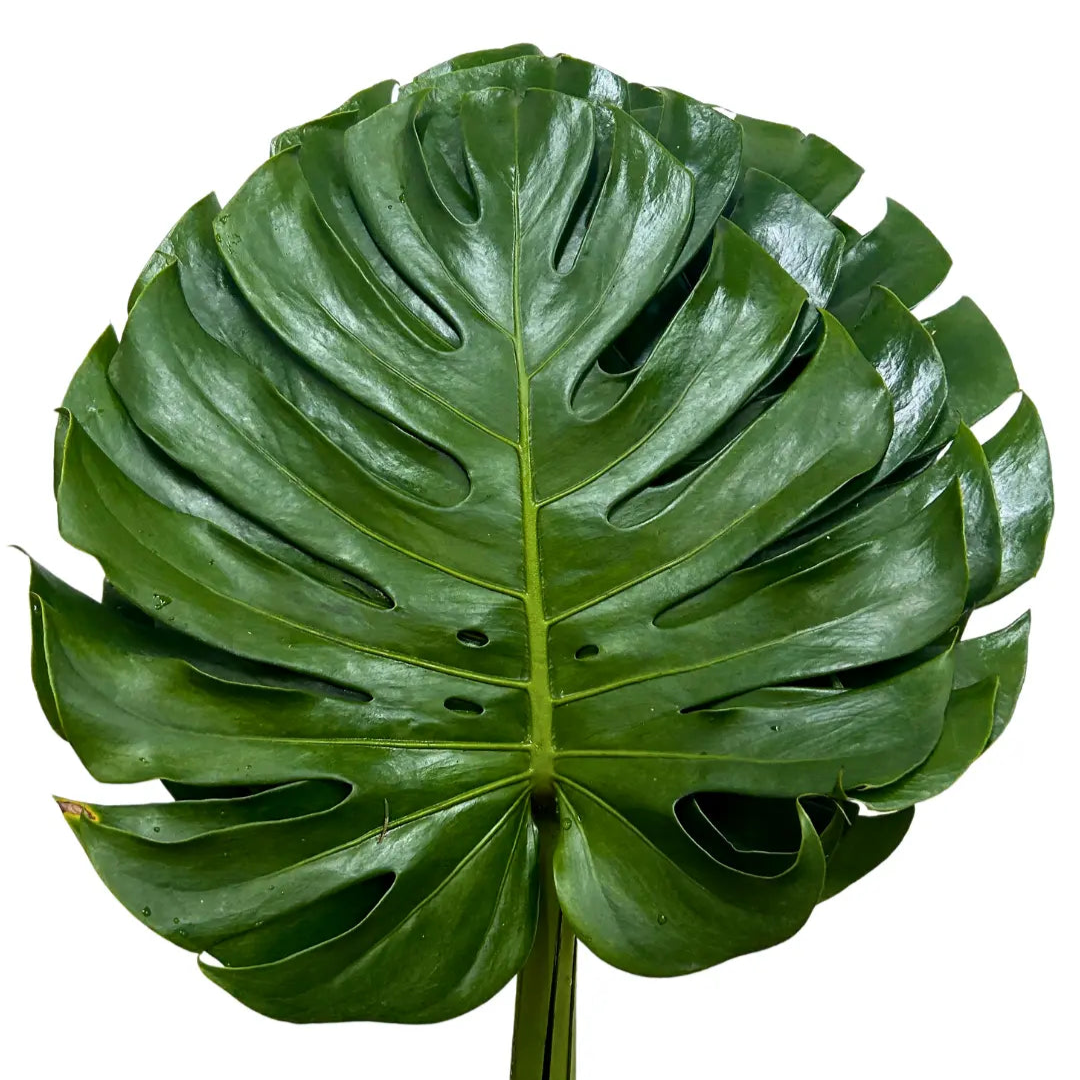 monstera