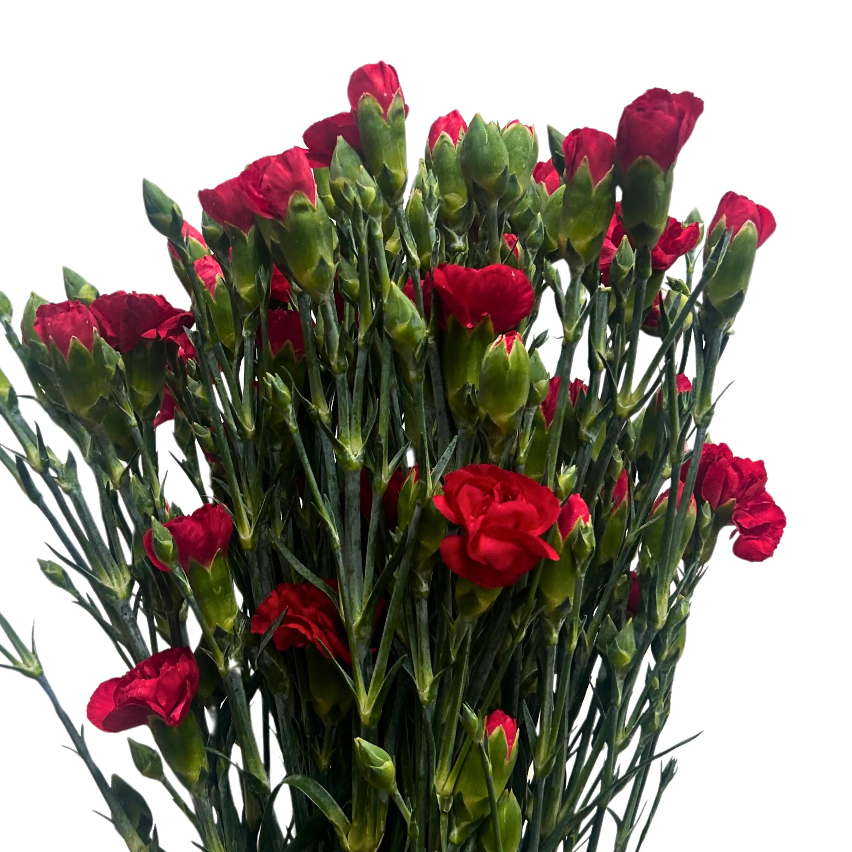 Carnation Spray Red 20 Stems
