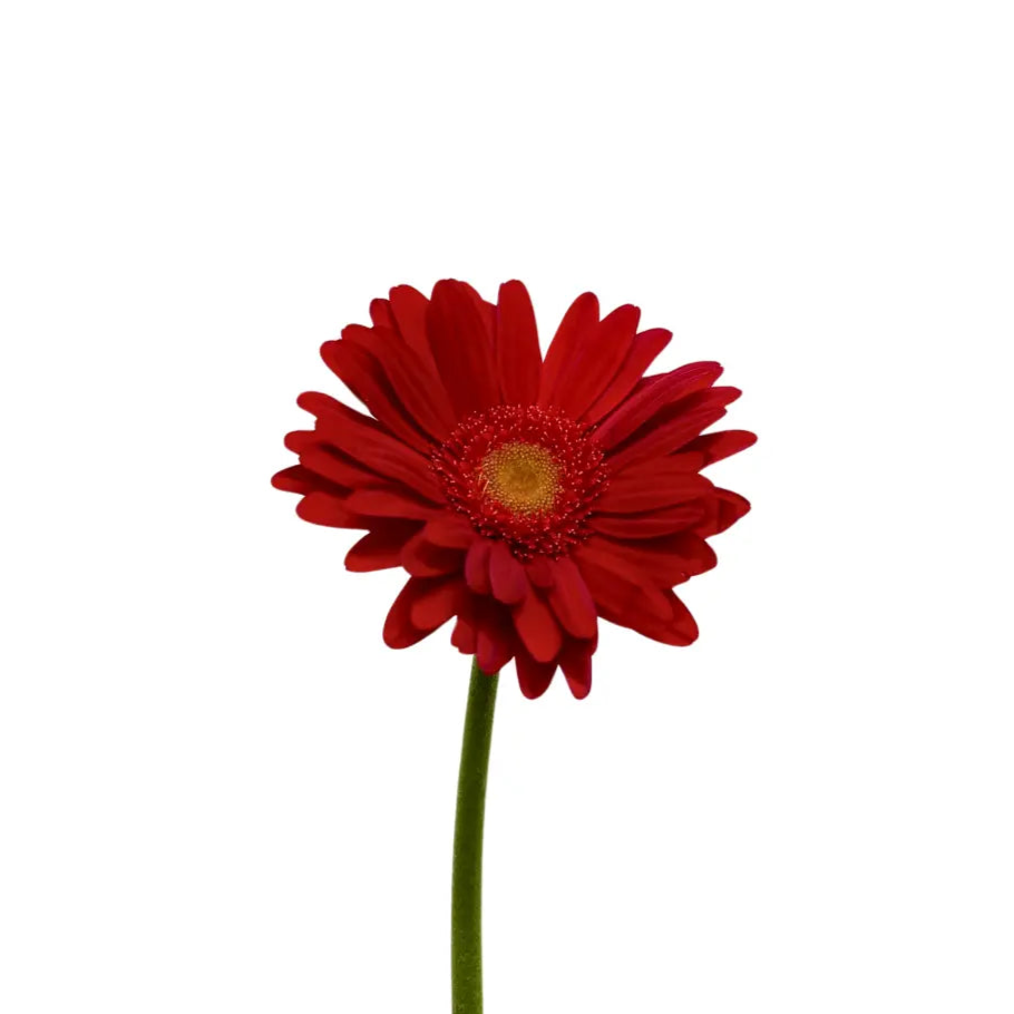 Gerbera Red Green Heart 10 stems