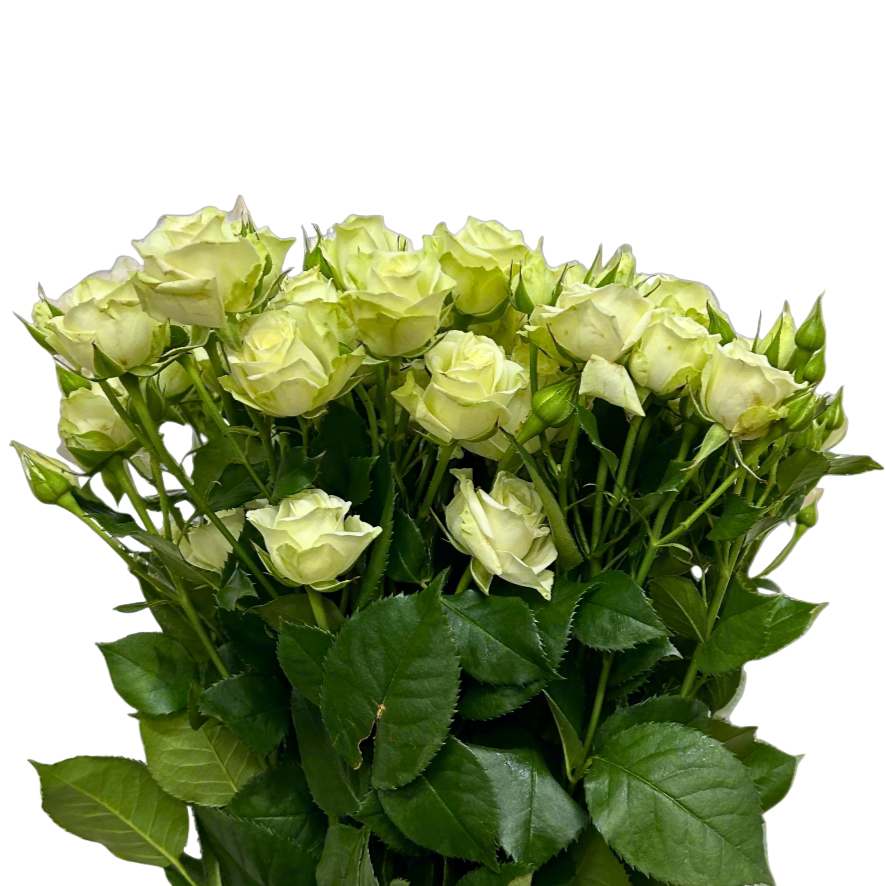 Buy Rose Spray Cream Starry Online Malaysia – Fresh Cut Flowers