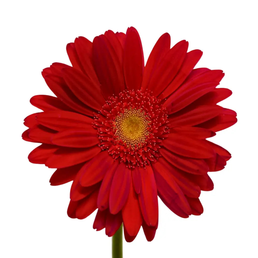 Gerbera Red Green Heart 10 stems