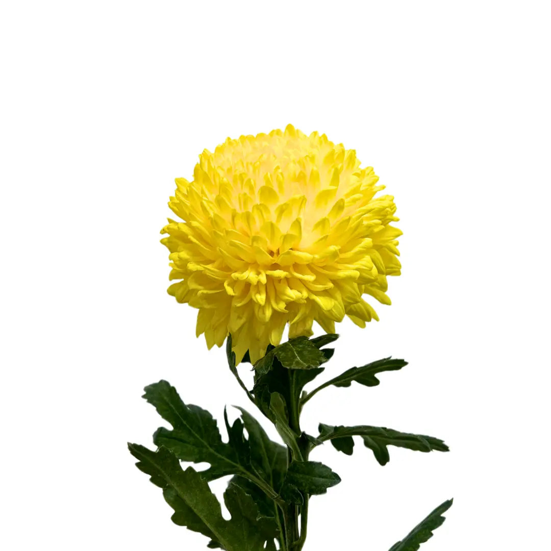 paper mum taiwan mum incurve yellow