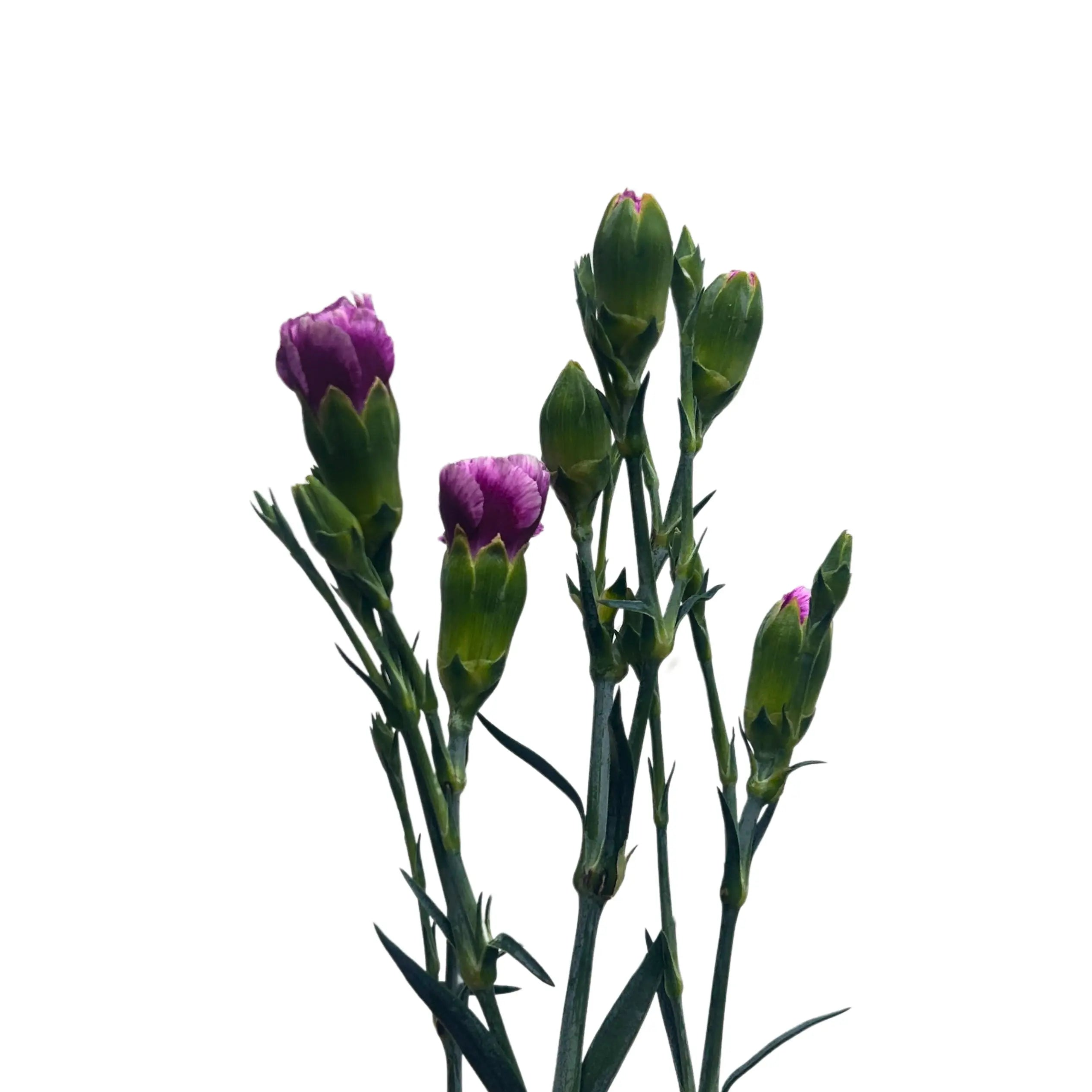 Carnation Spray Purple White 20 Stems