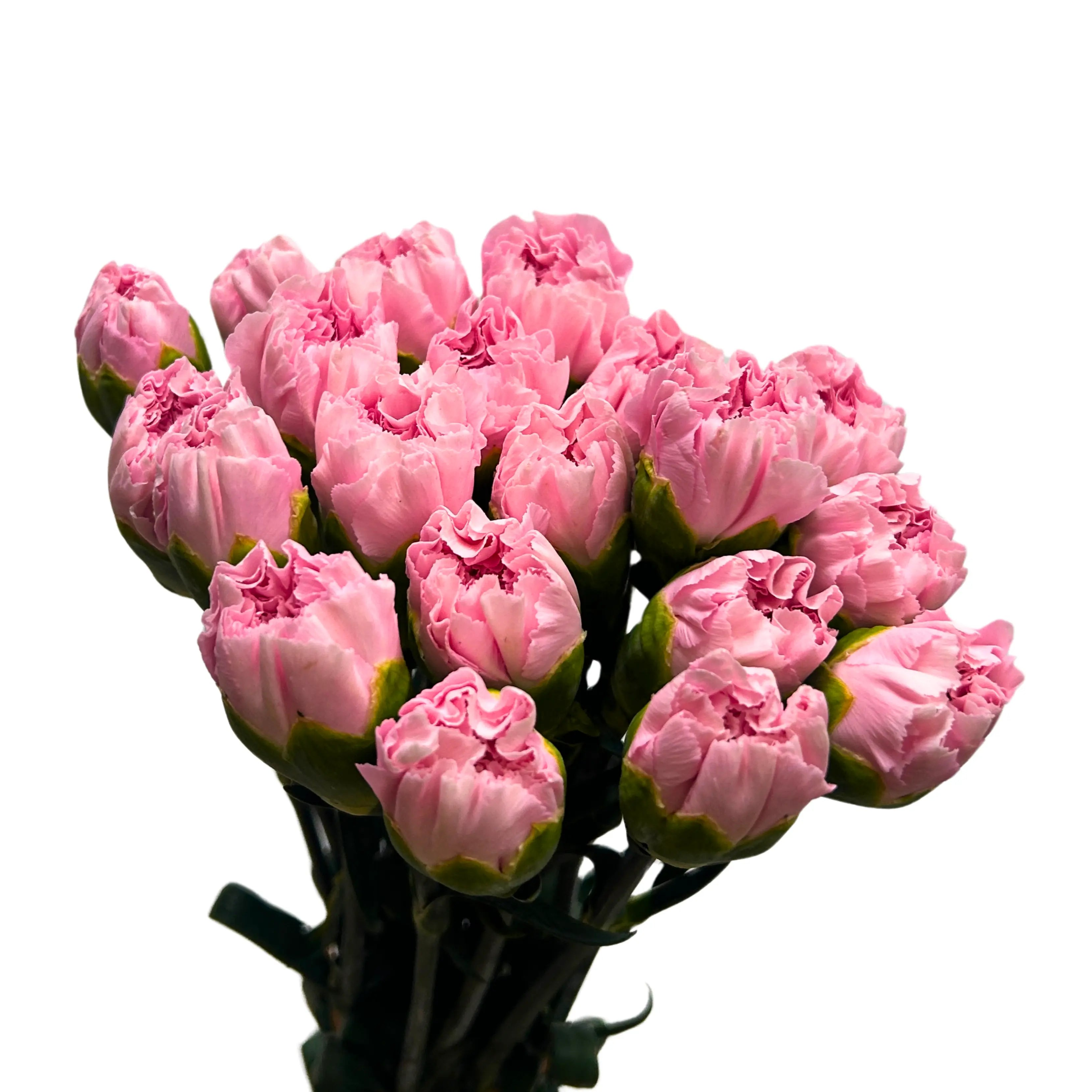 Carnation Soft Pink 10 Stems