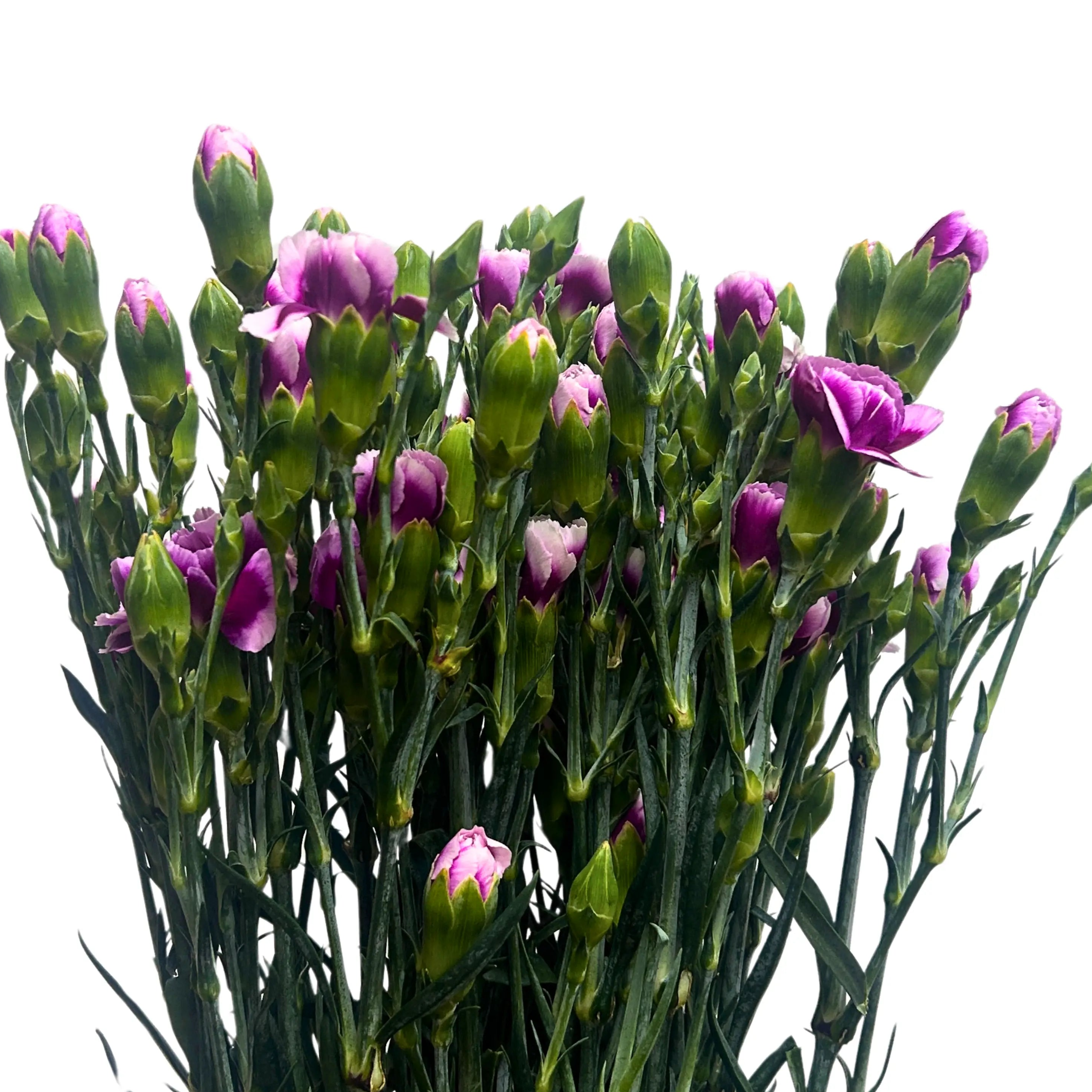 Carnation Spray Purple White 20 Stems
