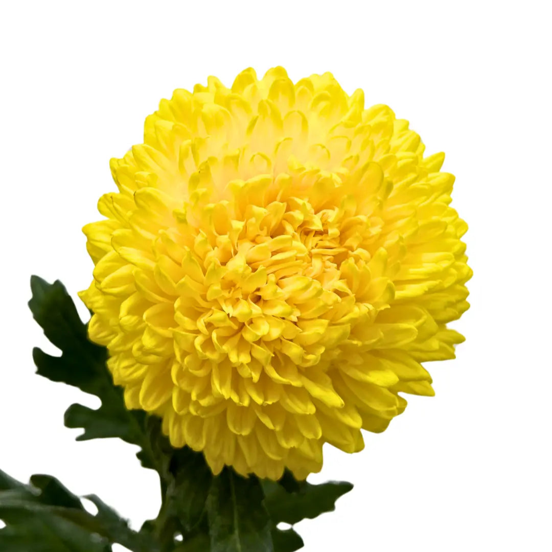 paper mum taiwan mum incurve yellow