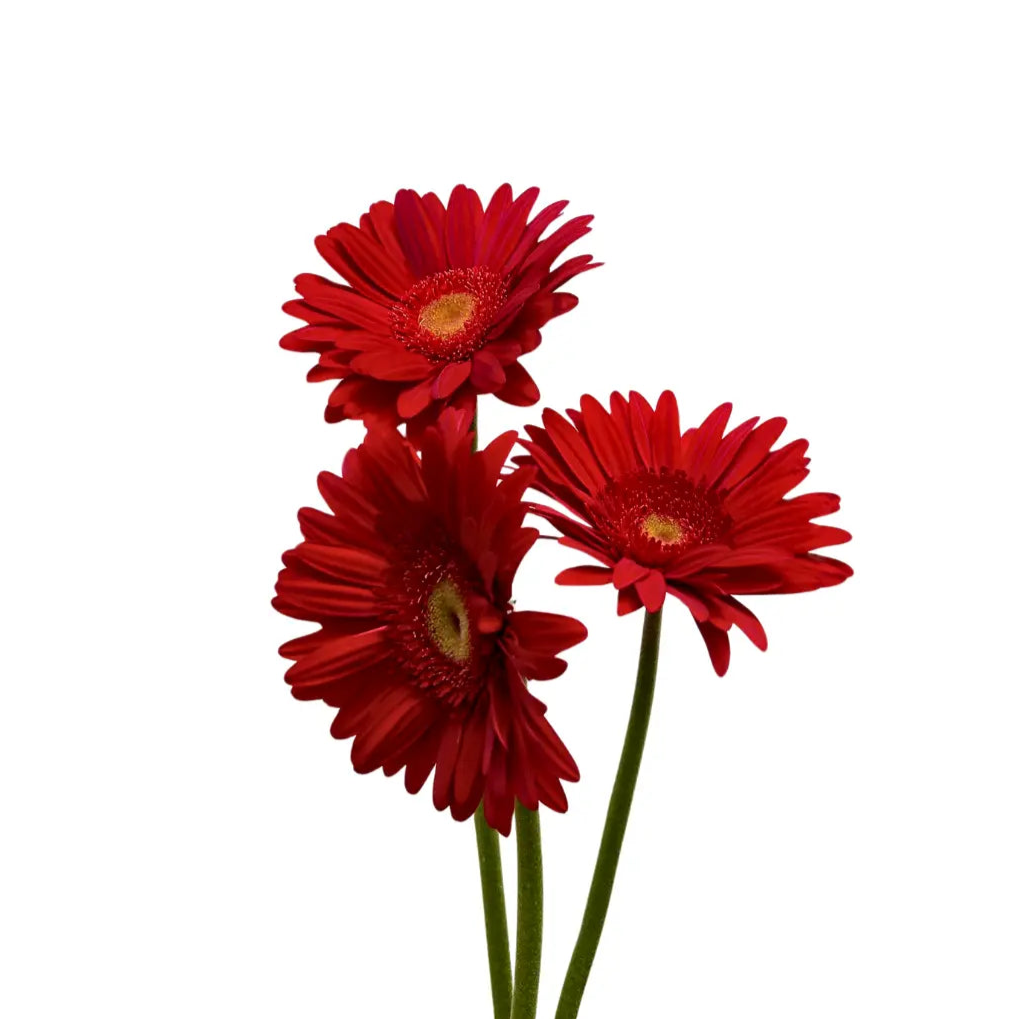 Gerbera Red Green Heart 10 stems
