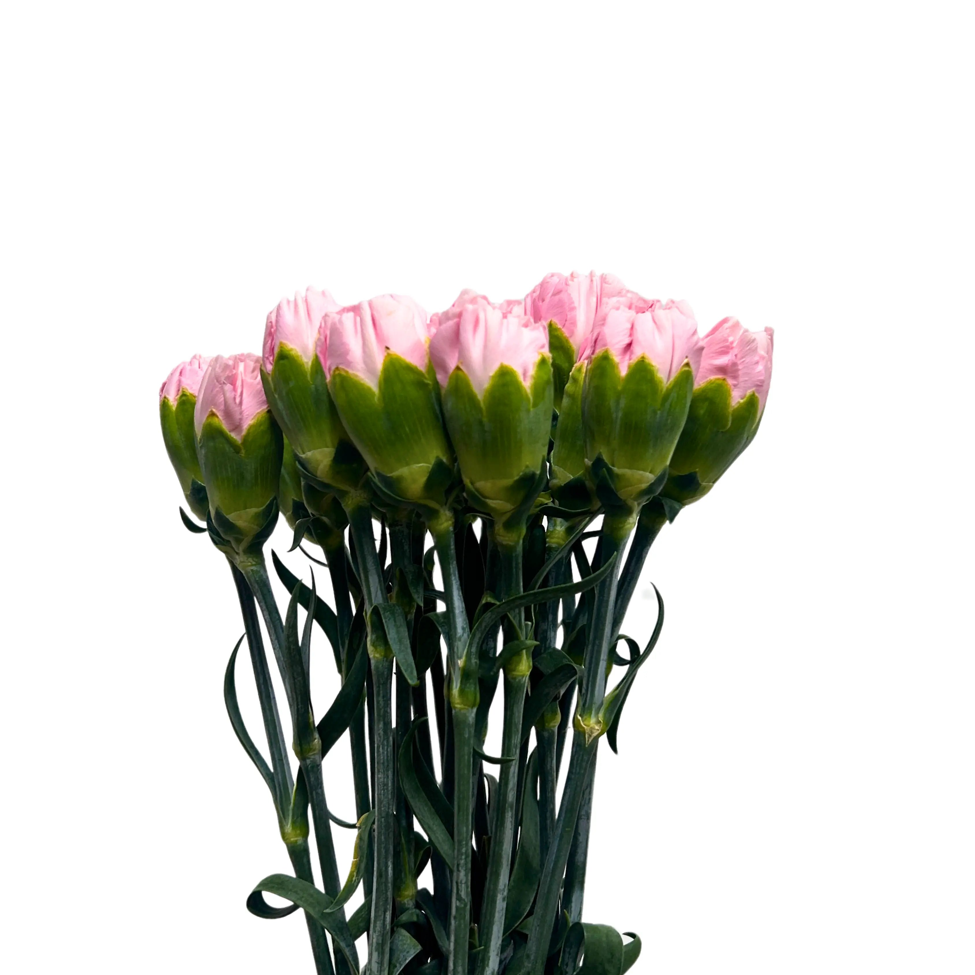 Carnation Soft Pink 10 Stems