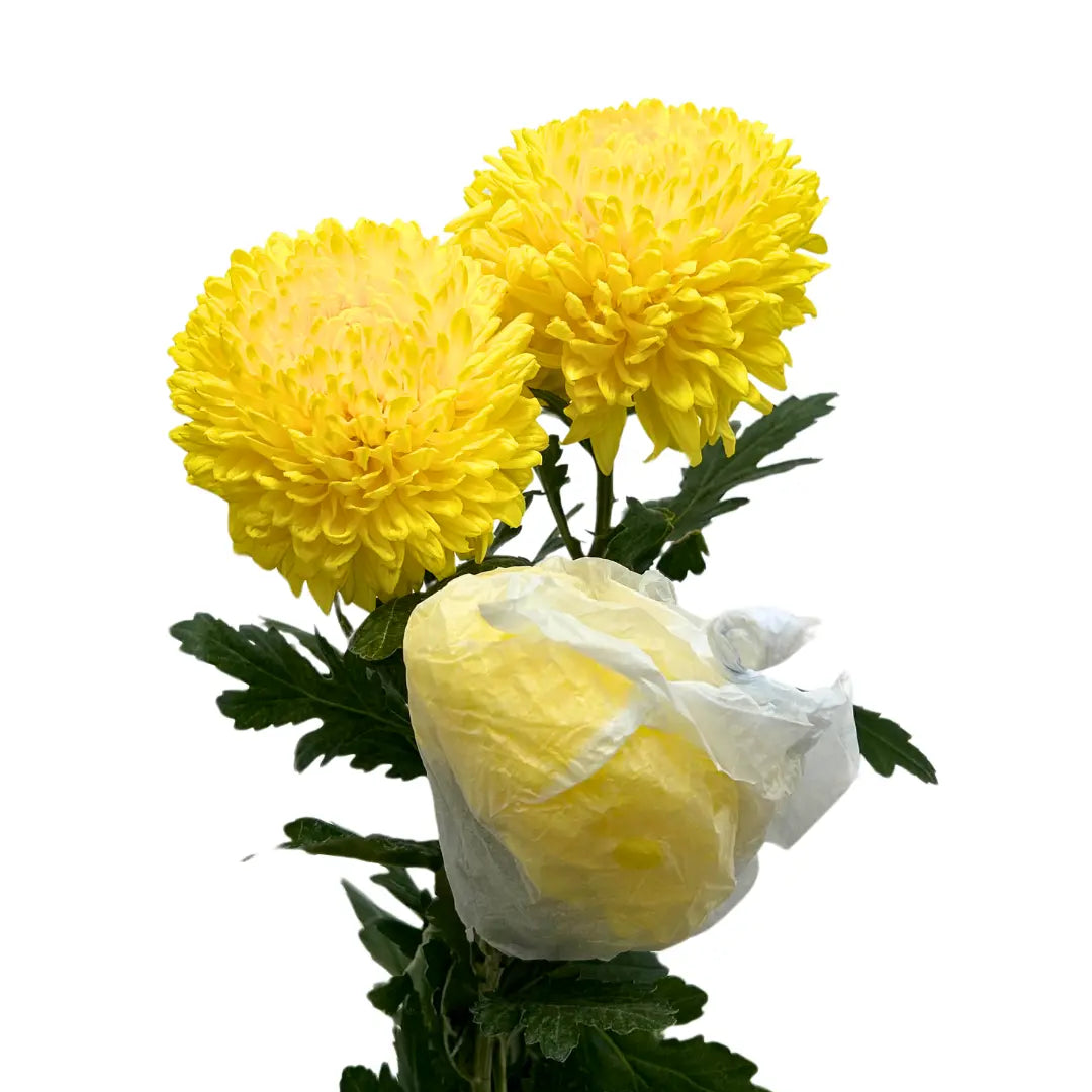 paper mum taiwan mum incurve yellow