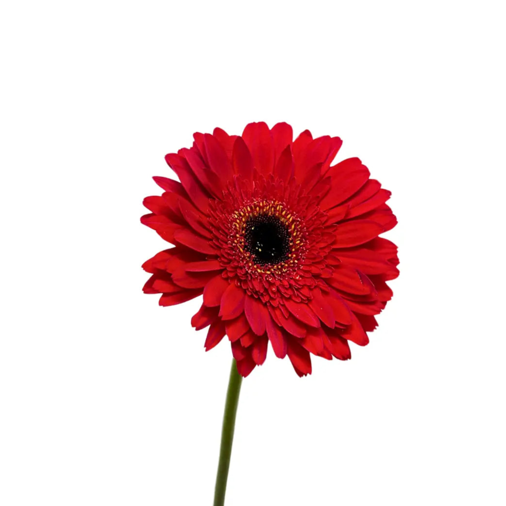 Gerbera Red 10 stems