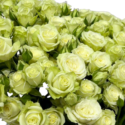 Fresh Rose Spray Cream Starry Malaysia – Wholesale & Delivery