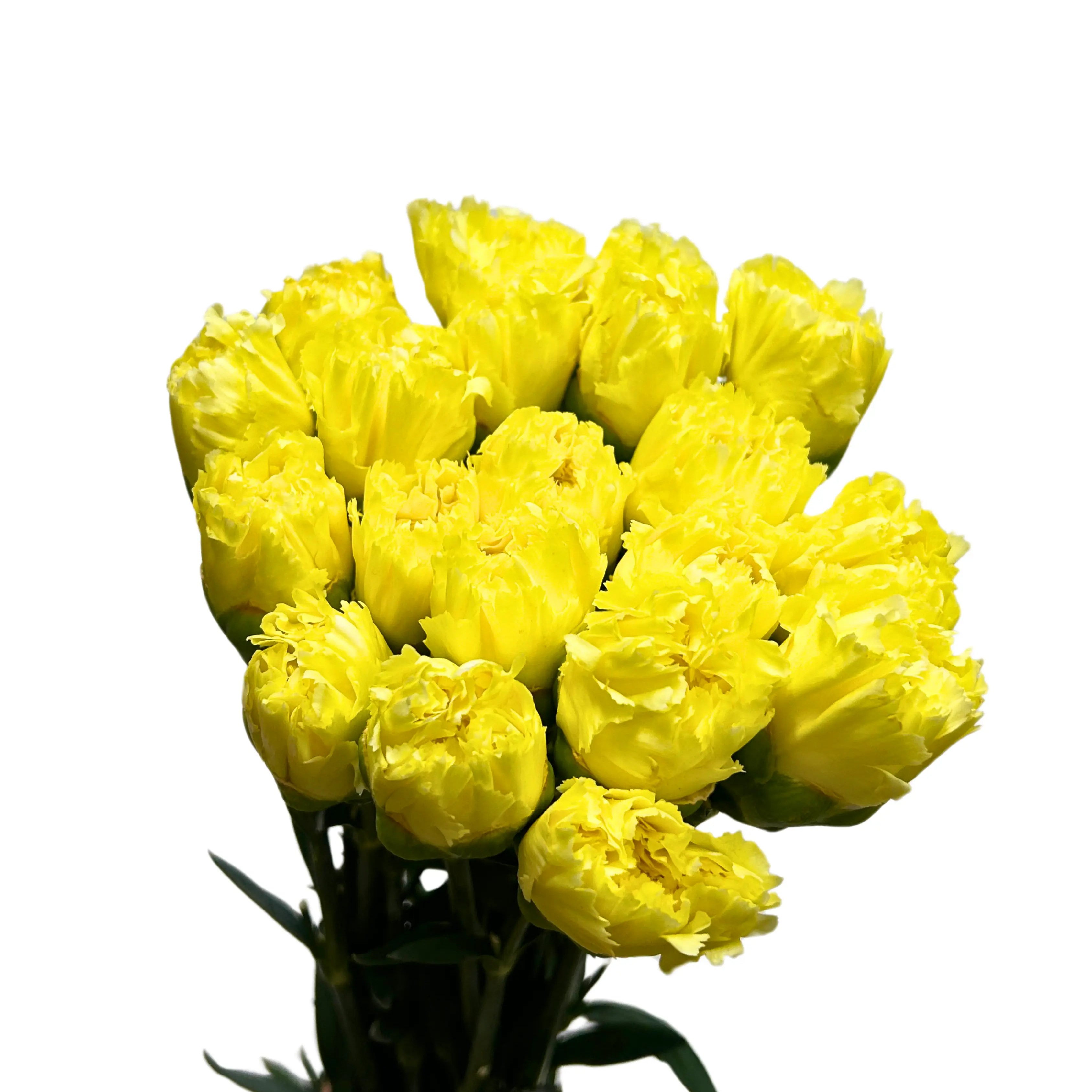 Carnation Yellow 10 Stems