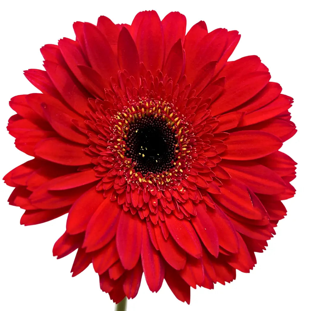 Gerbera Red 10 stems