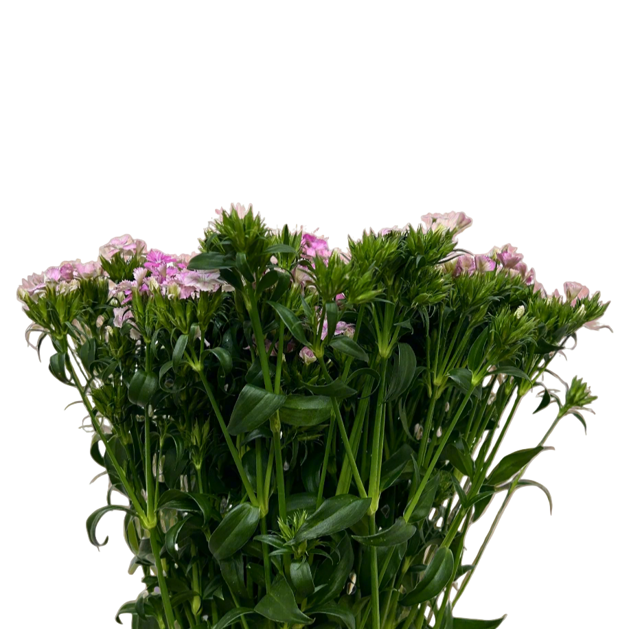 Buy Barbatus Pink Online Malaysia – Fresh Cut Flowers