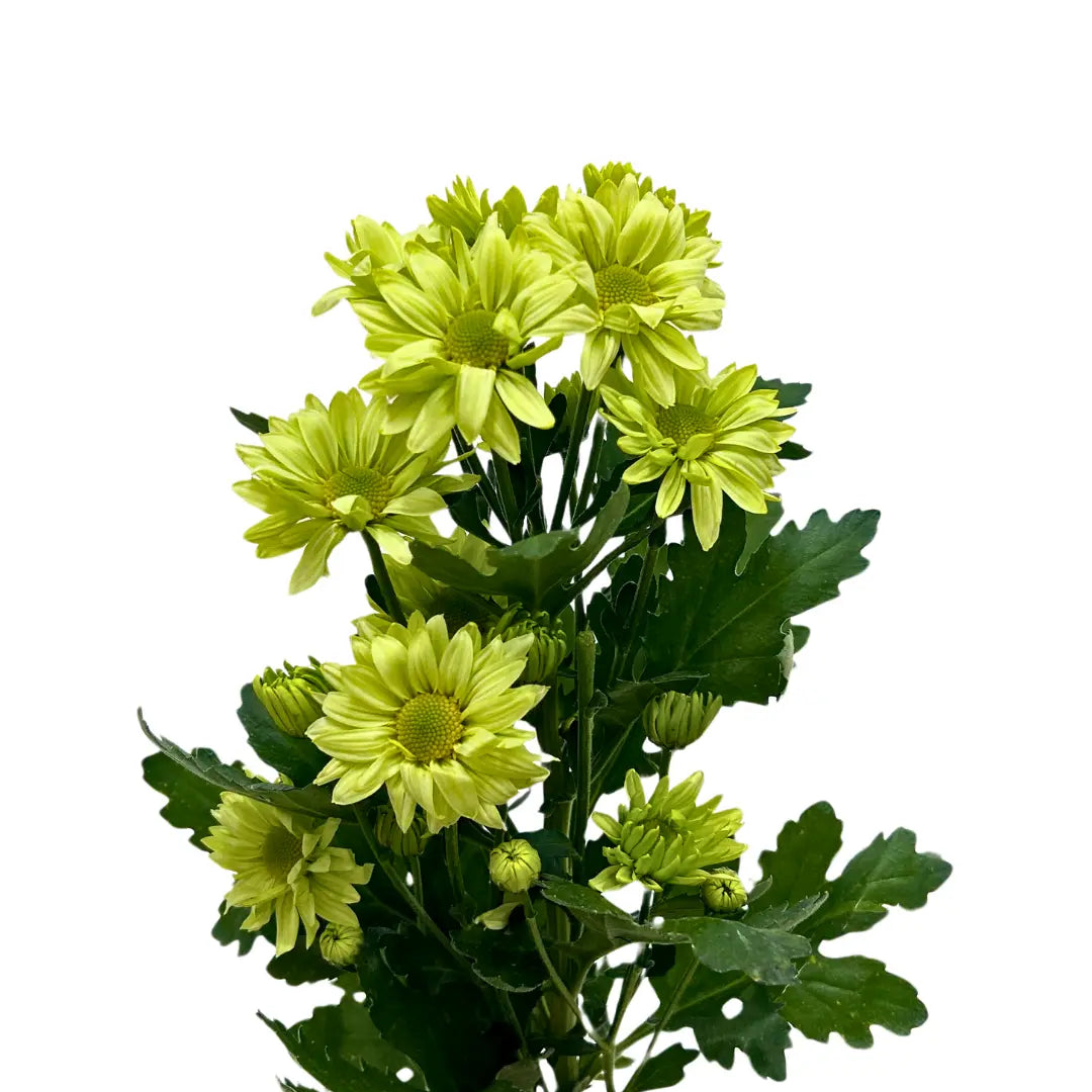 chrysanthemum pom pom