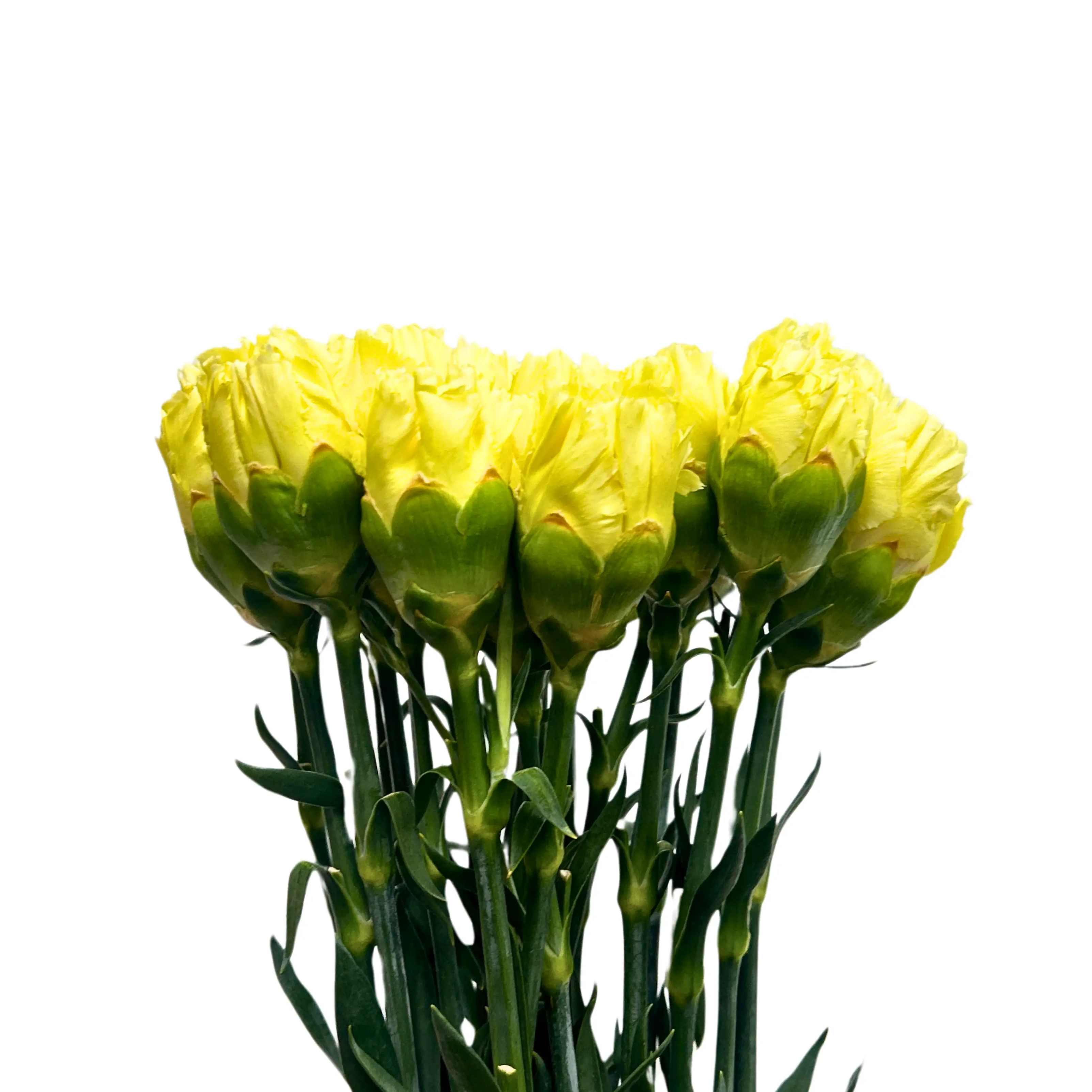 Carnation Yellow 10 Stems