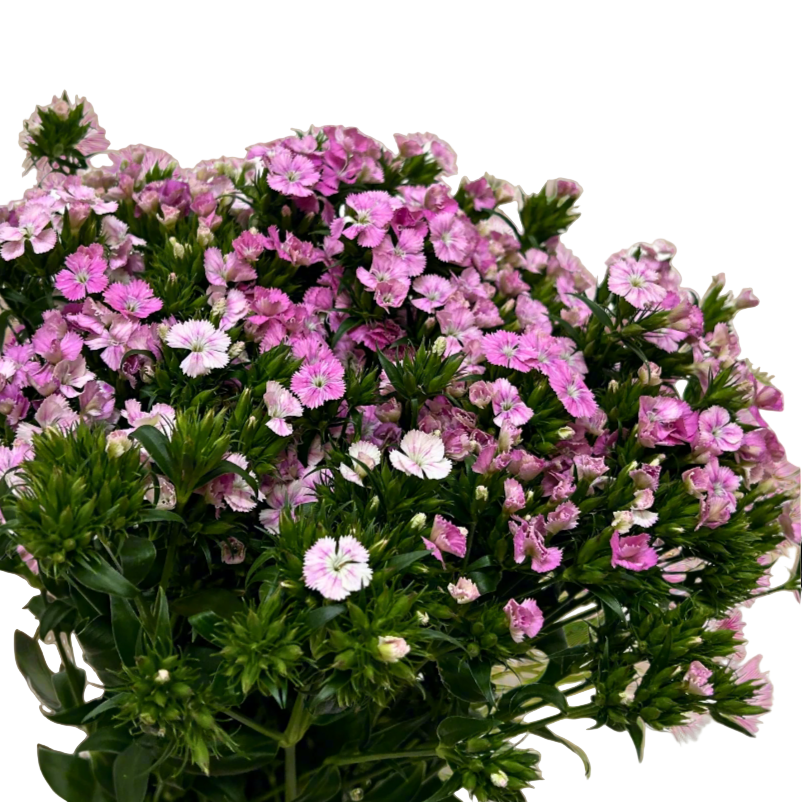 Fresh Barbatus Pink Malaysia – Wholesale & Delivery