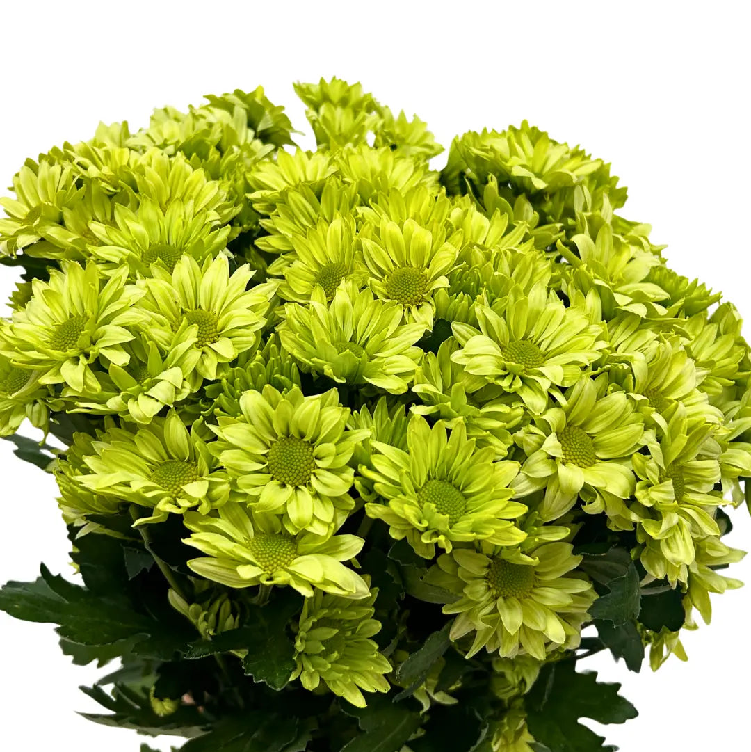 chrysanthemum pom pom