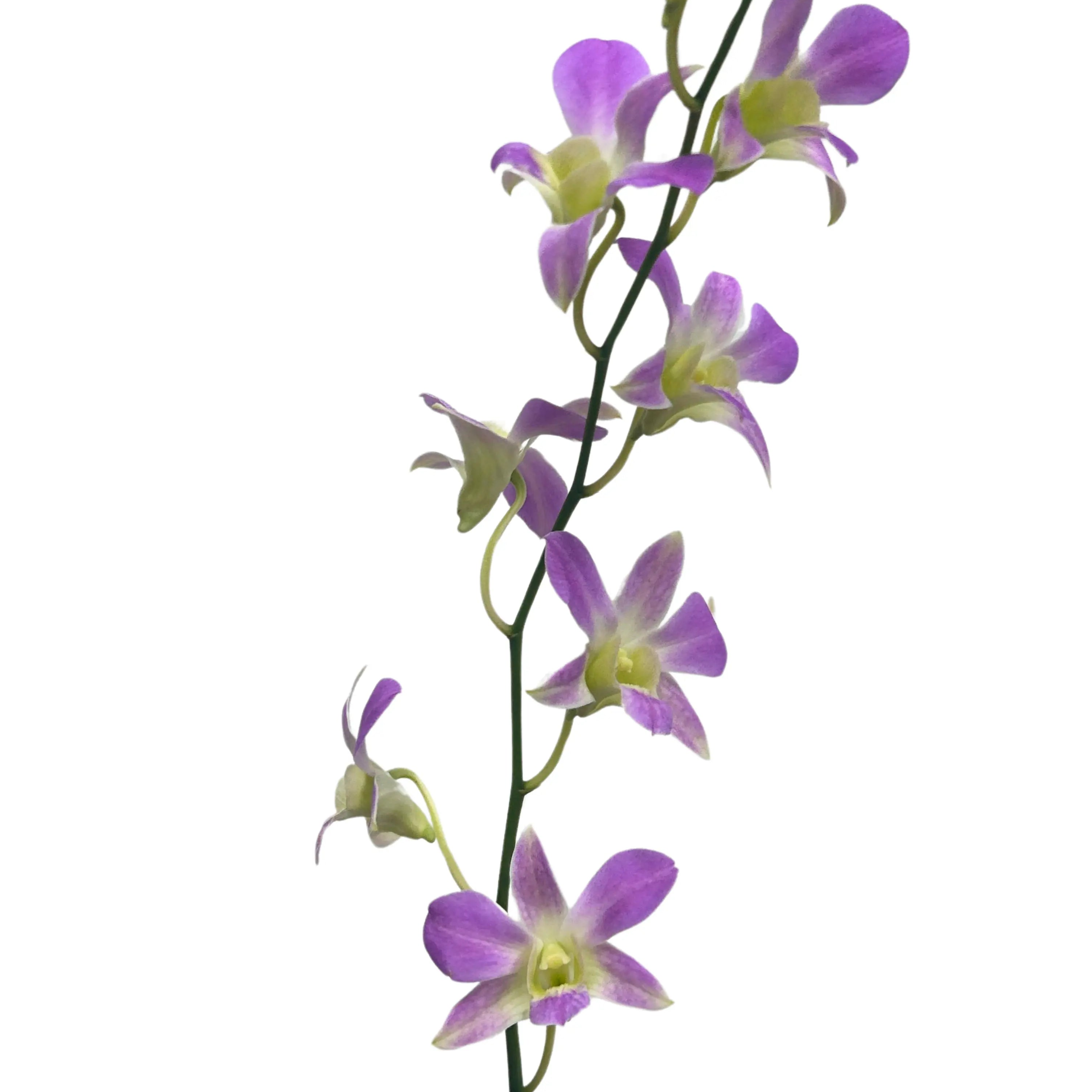 Dendrobium Orchid Lucy Pink 5 Stems