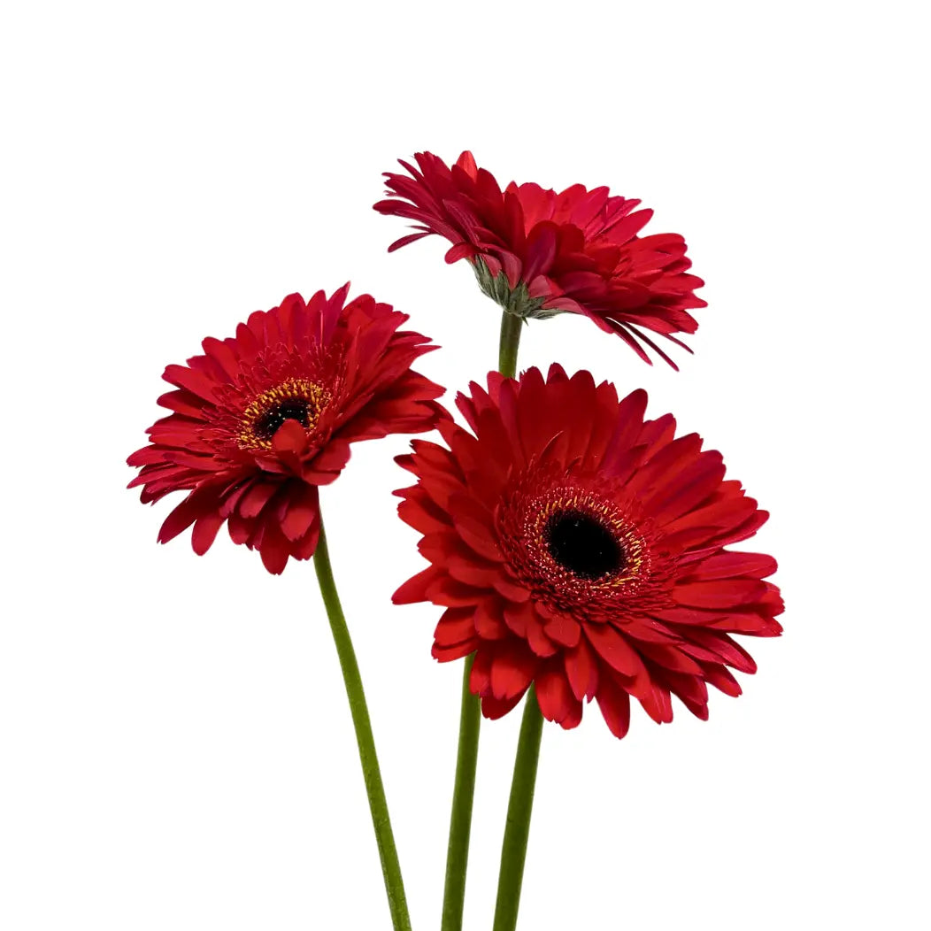 Gerbera Red 10 stems