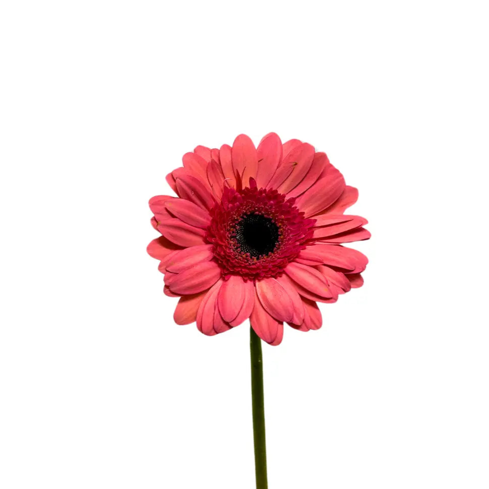 Gerbera Dark Pink 10 stems