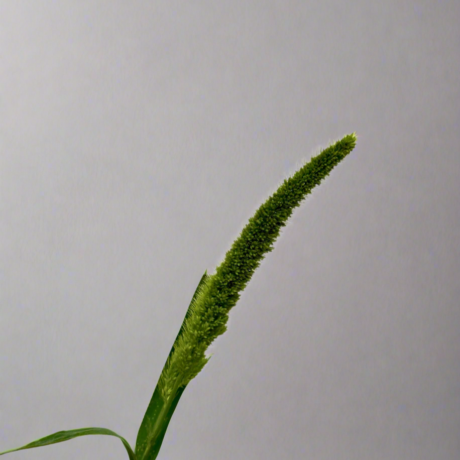 Buy Cat Tail Online Malaysia – Fresh Cut Flowers