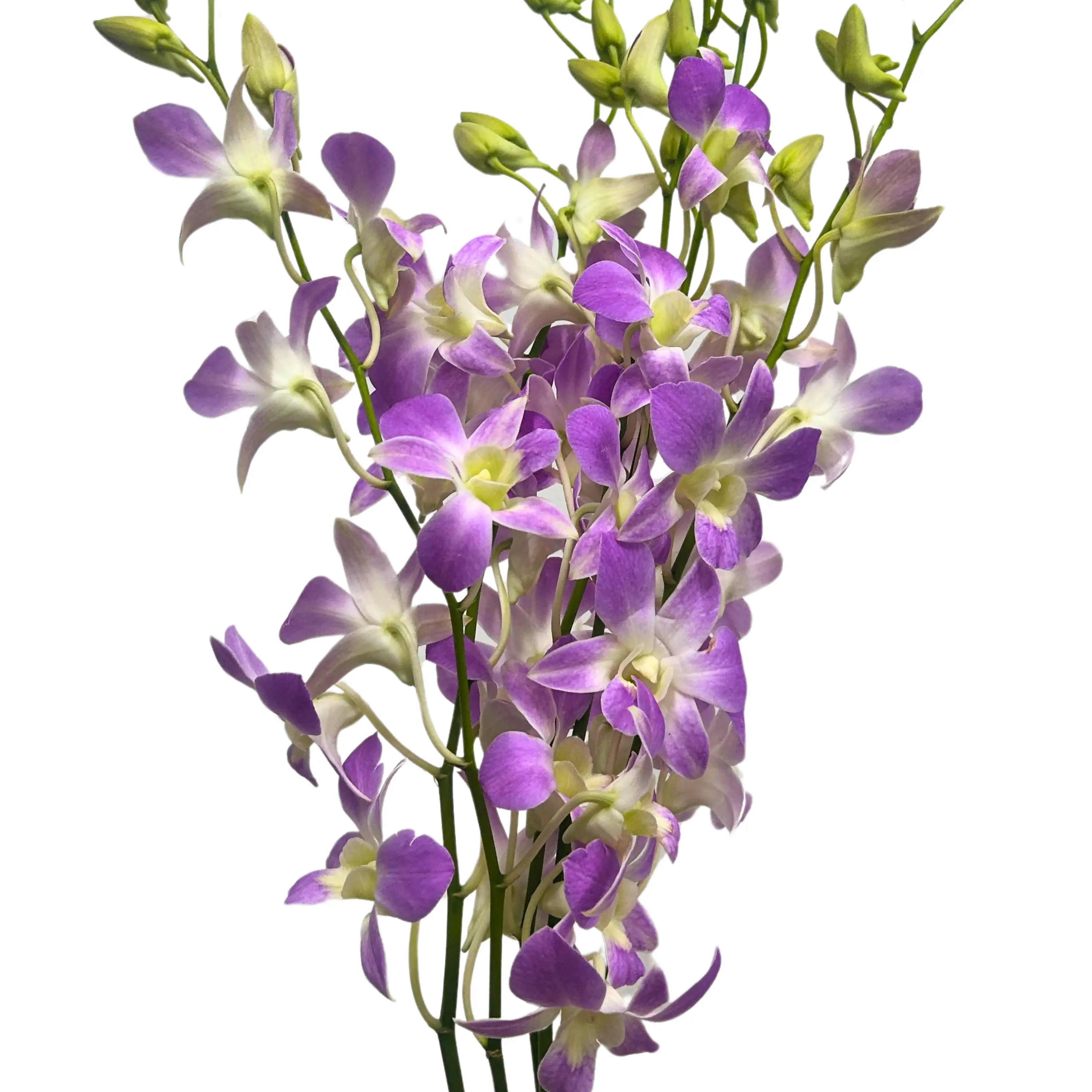 Dendrobium Orchid Lucy Pink 5 Stems