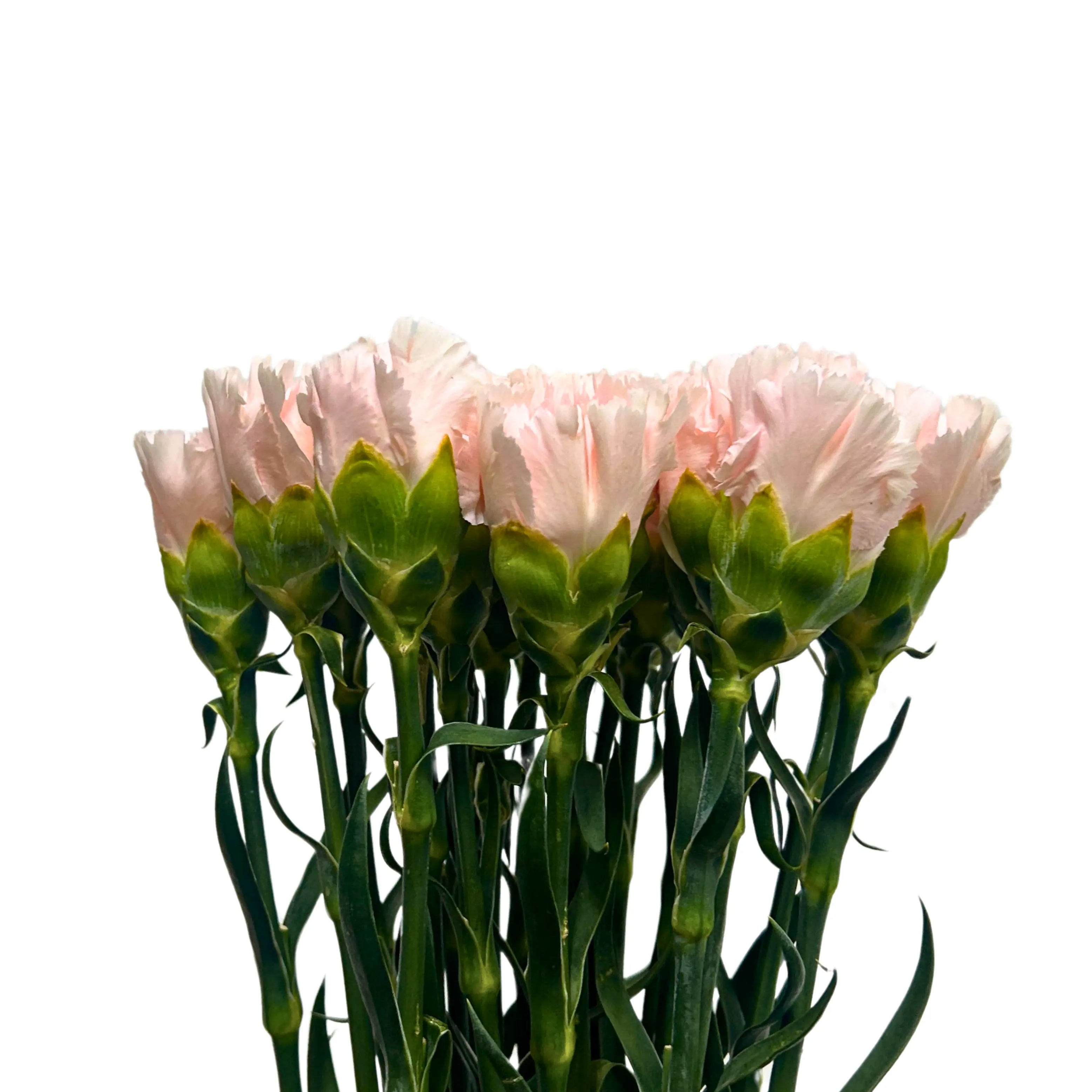 Carnation Time Pink 10 Stems