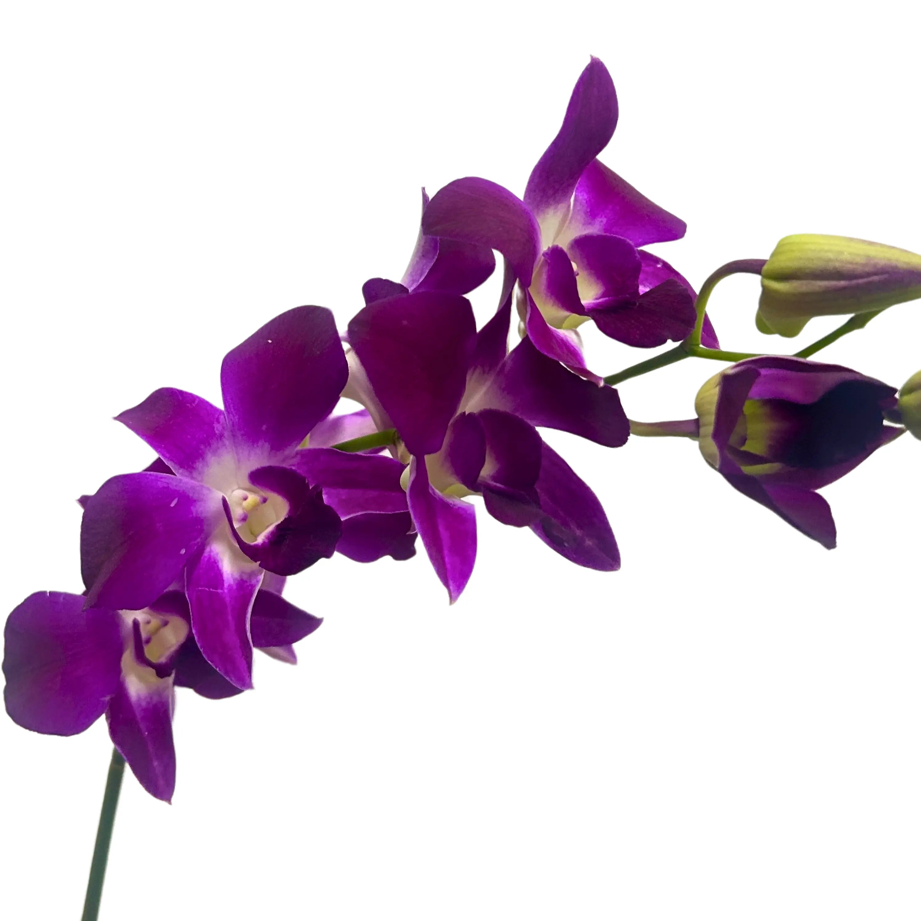 Orchid Bon 5 Stems