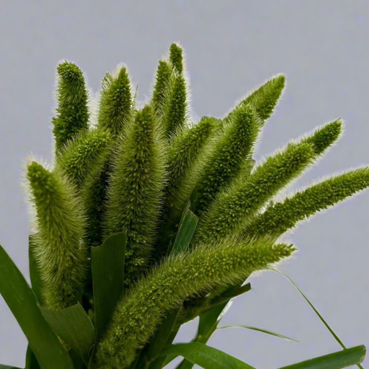 Fresh Cat Tail Malaysia – Wholesale & Delivery