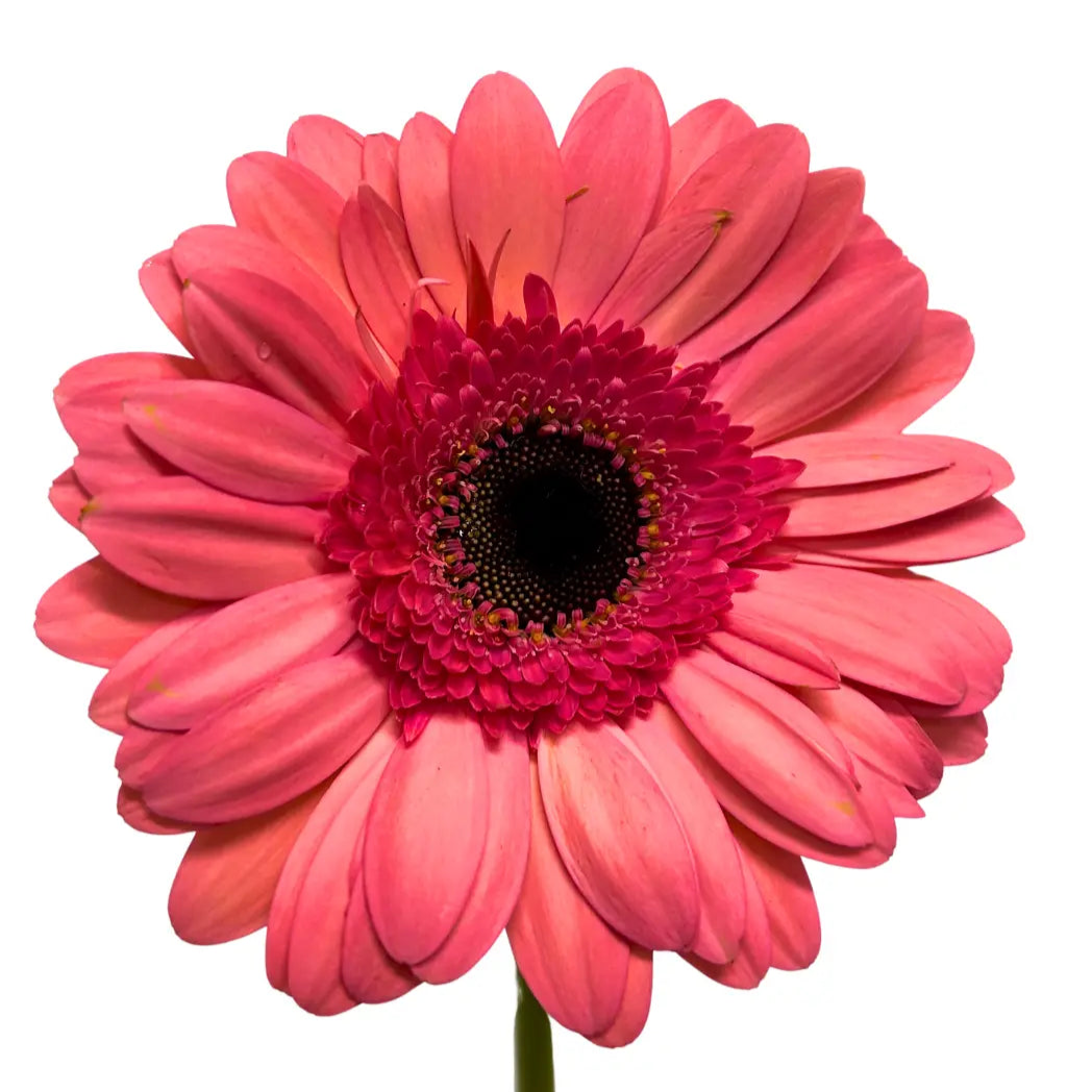 Gerbera Dark Pink 10 stems
