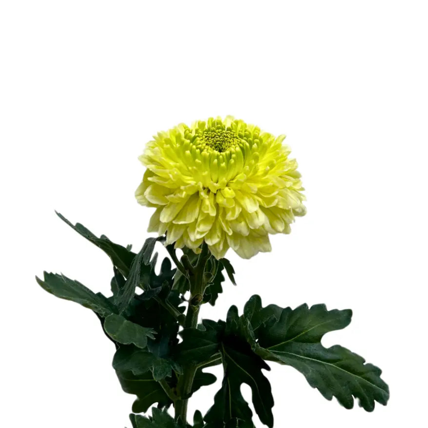 chrysanthemum ping pong lime green