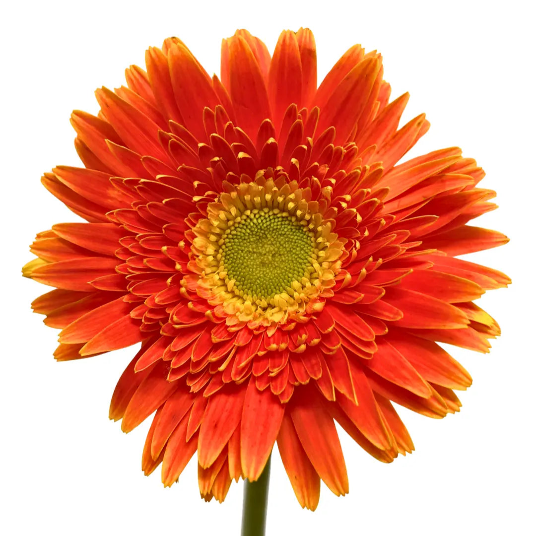 Gerbera Bright Orange 10 stems