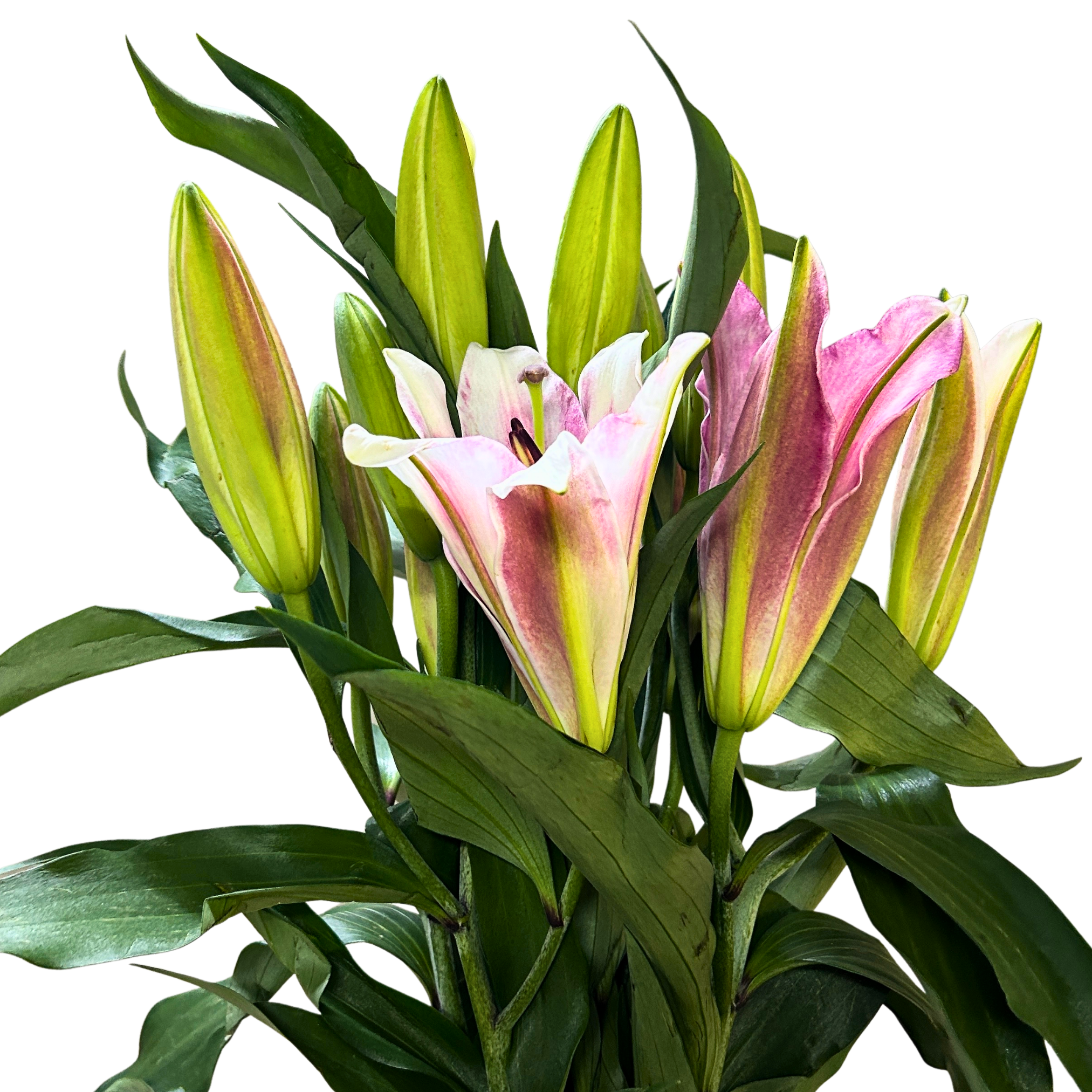 Lily Viviana (3) for Florists Malaysia – Wholesale Flower Supply
