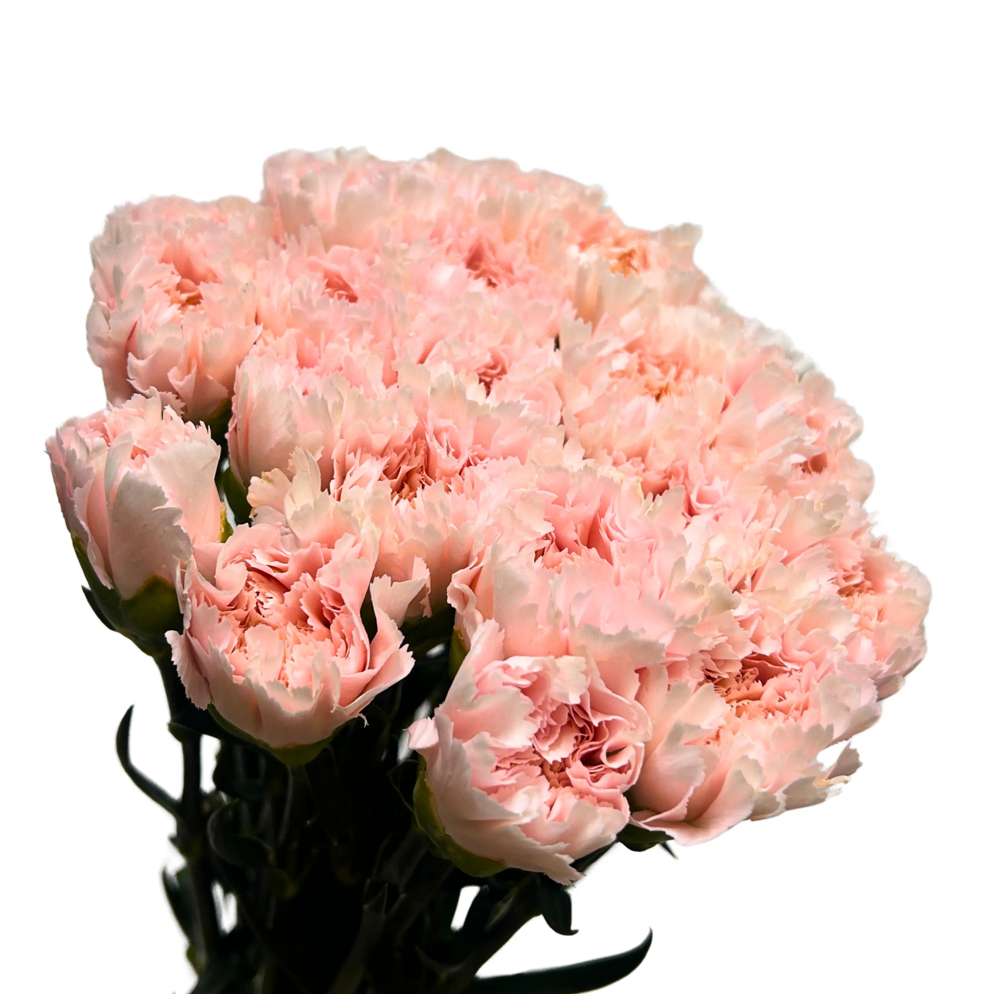 Carnation Time Pink 10 Stems
