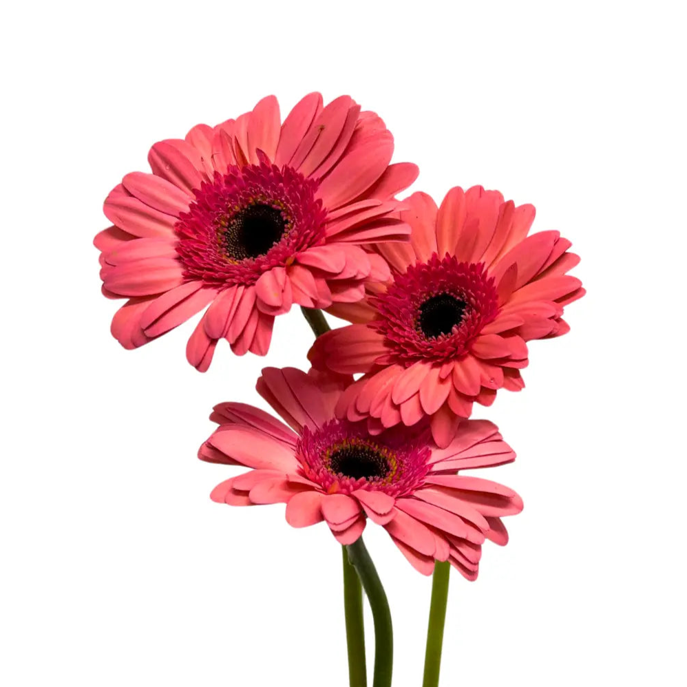 Gerbera Dark Pink 10 stems