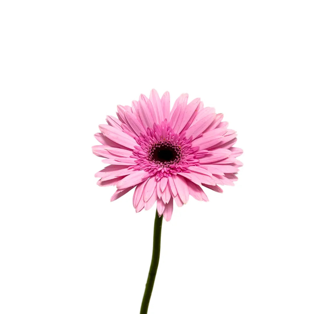 Gerbera Pink 10 stems