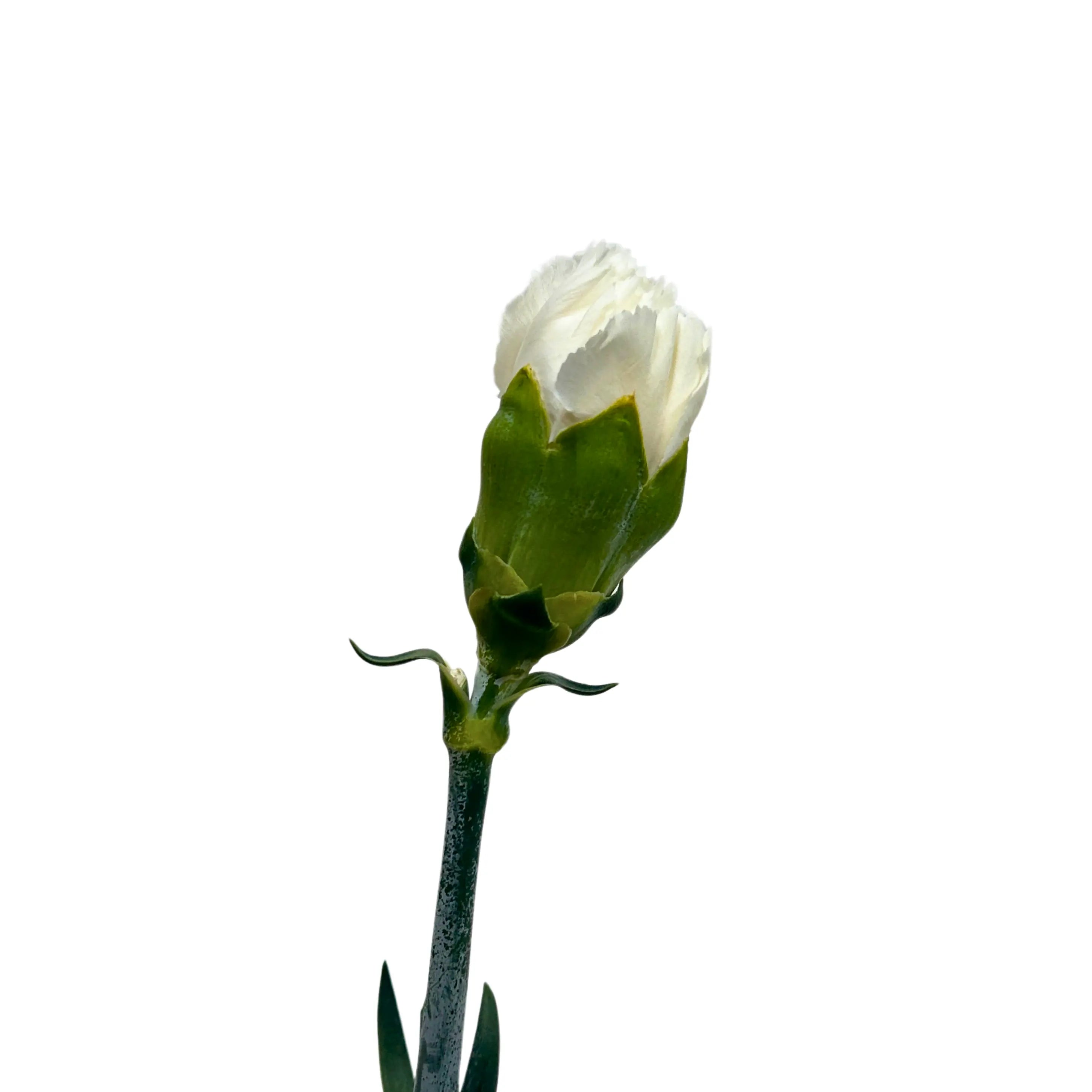 Carnation White 10 Stems