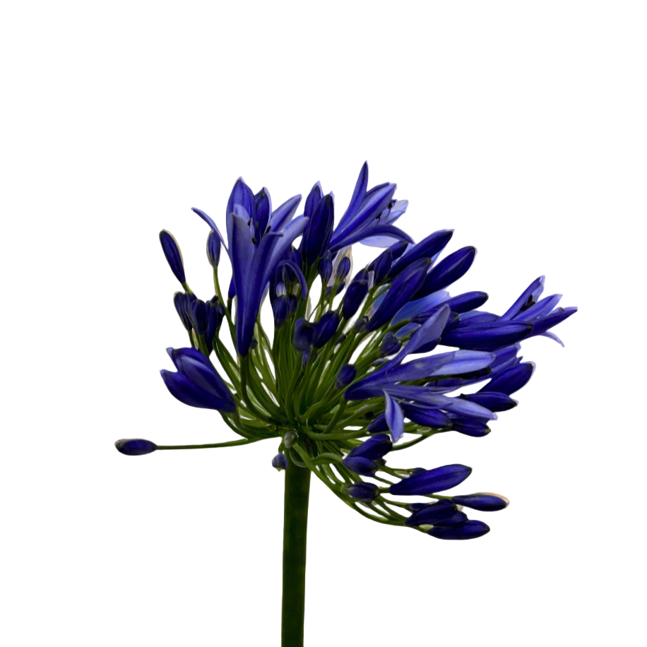 Agapanthus for Florists Malaysia – Wholesale Flower Supply
