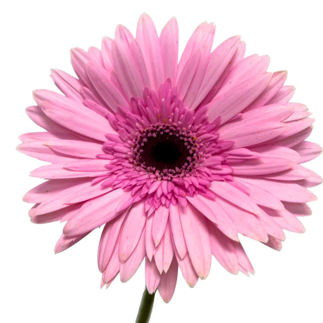 Gerbera Pink 10 stems